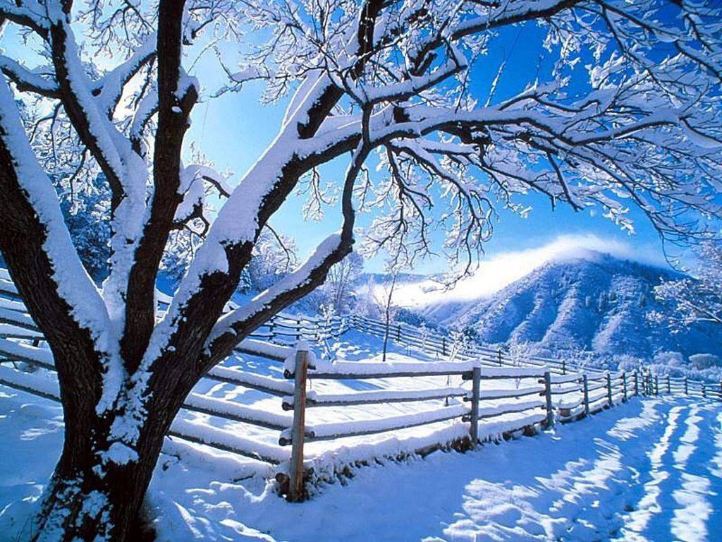 Winter Scene Wooden Fence Background