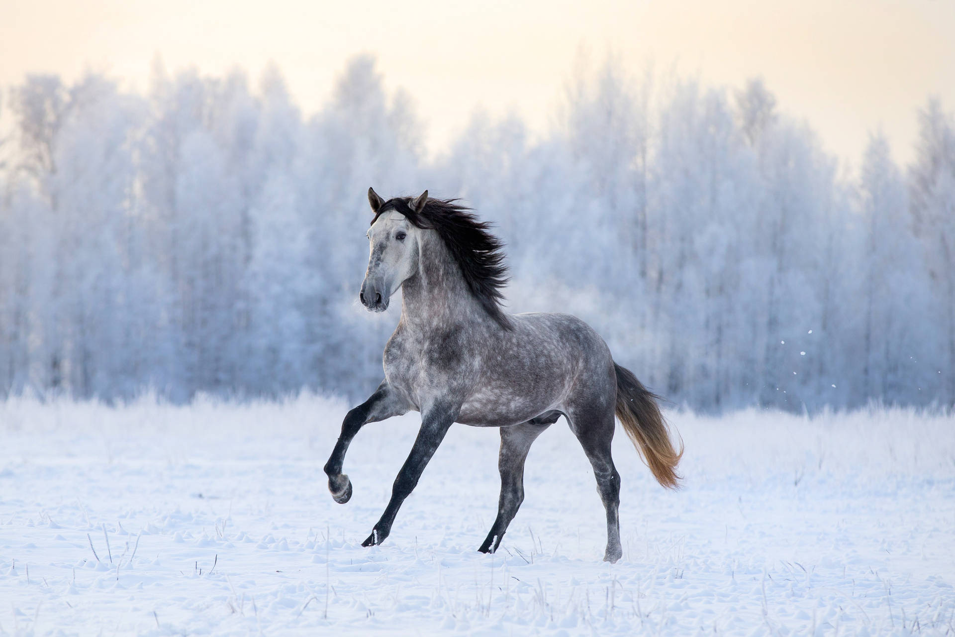 Winter Season Black Stallion