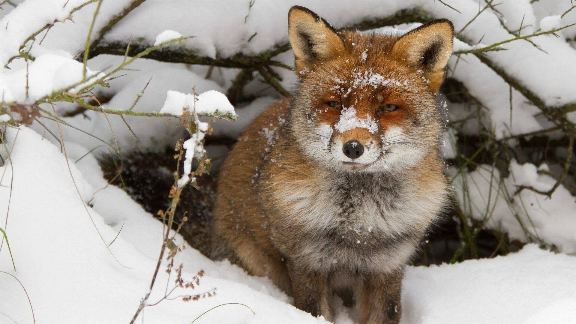 Winter Season Coy Red Fox