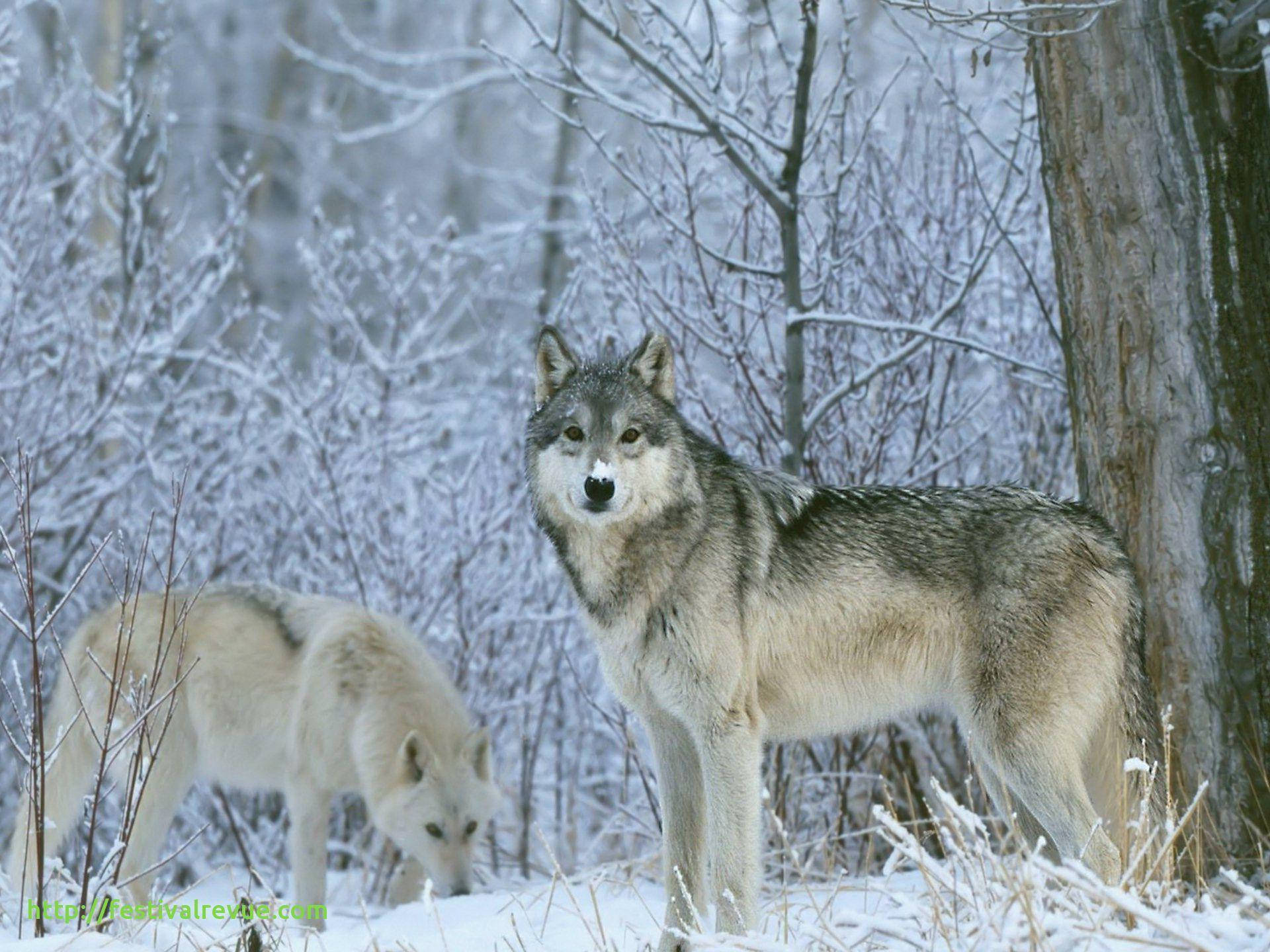 Winter Season Grey Wolf Background