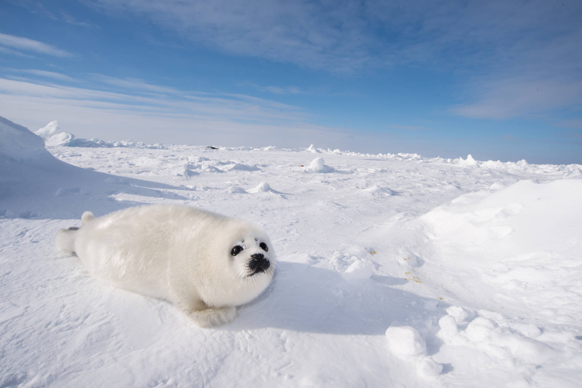Winter Season Harp Seal