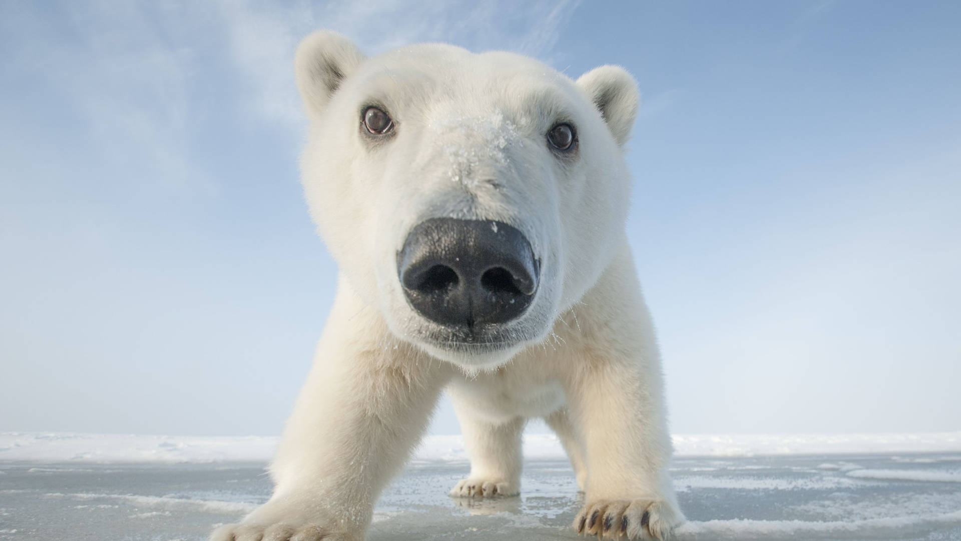 Winter Season Polar Bear Background