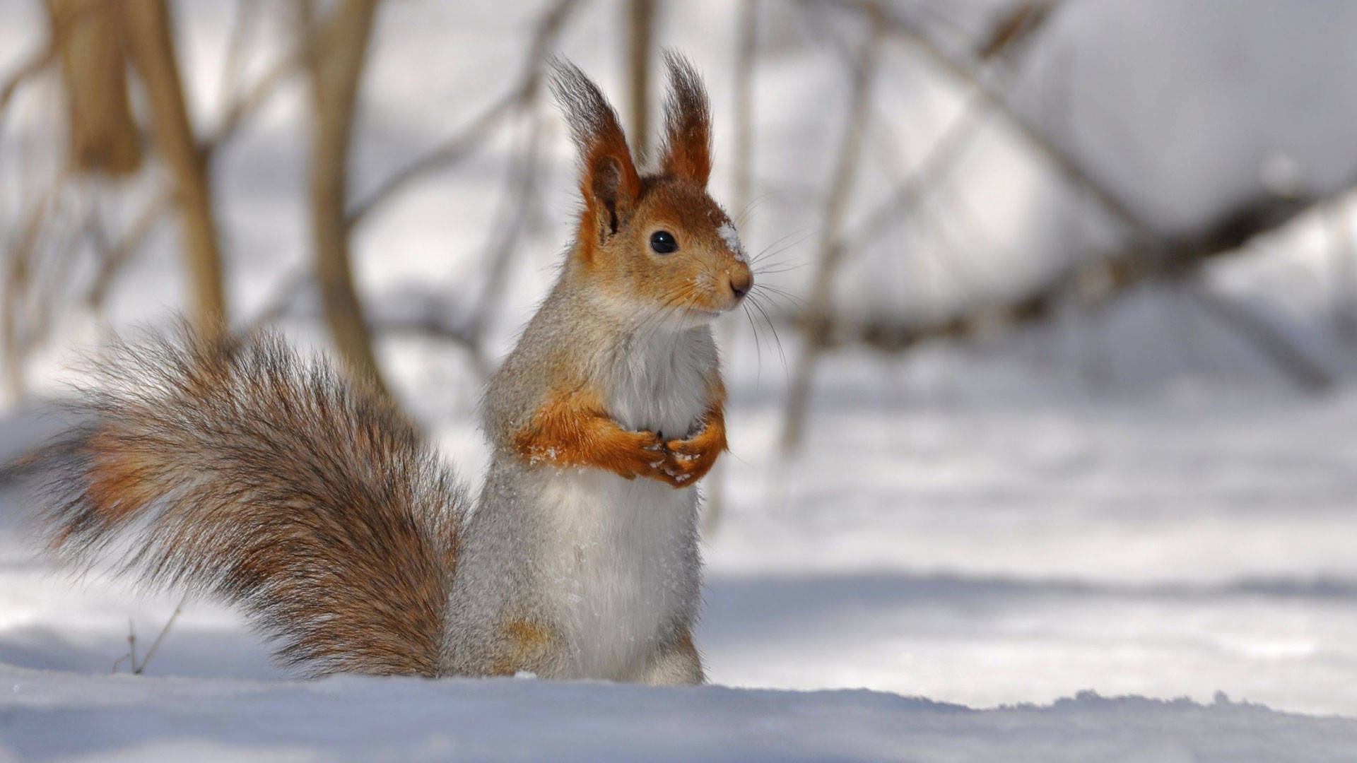 Winter Season Red Squirrel Background