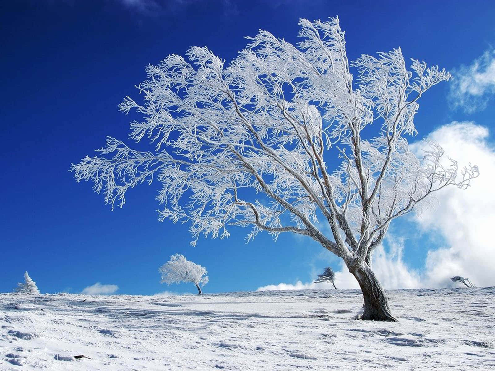 Winter Season Snow And Ice Background