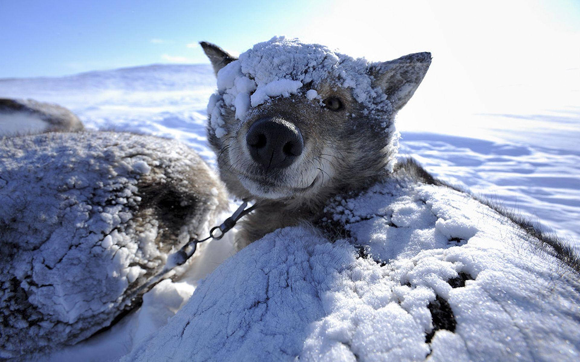 Winter Season Snow-covered Dog