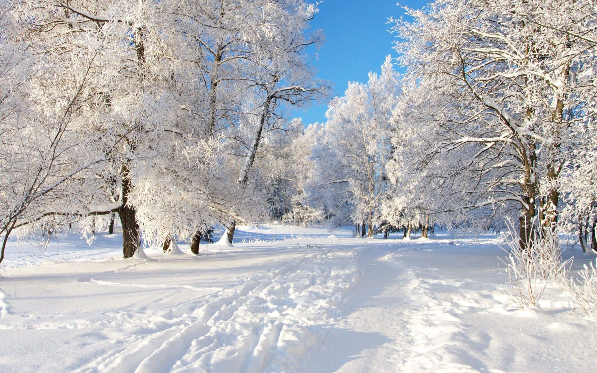 Winter Season Snow-filled Landscape Background