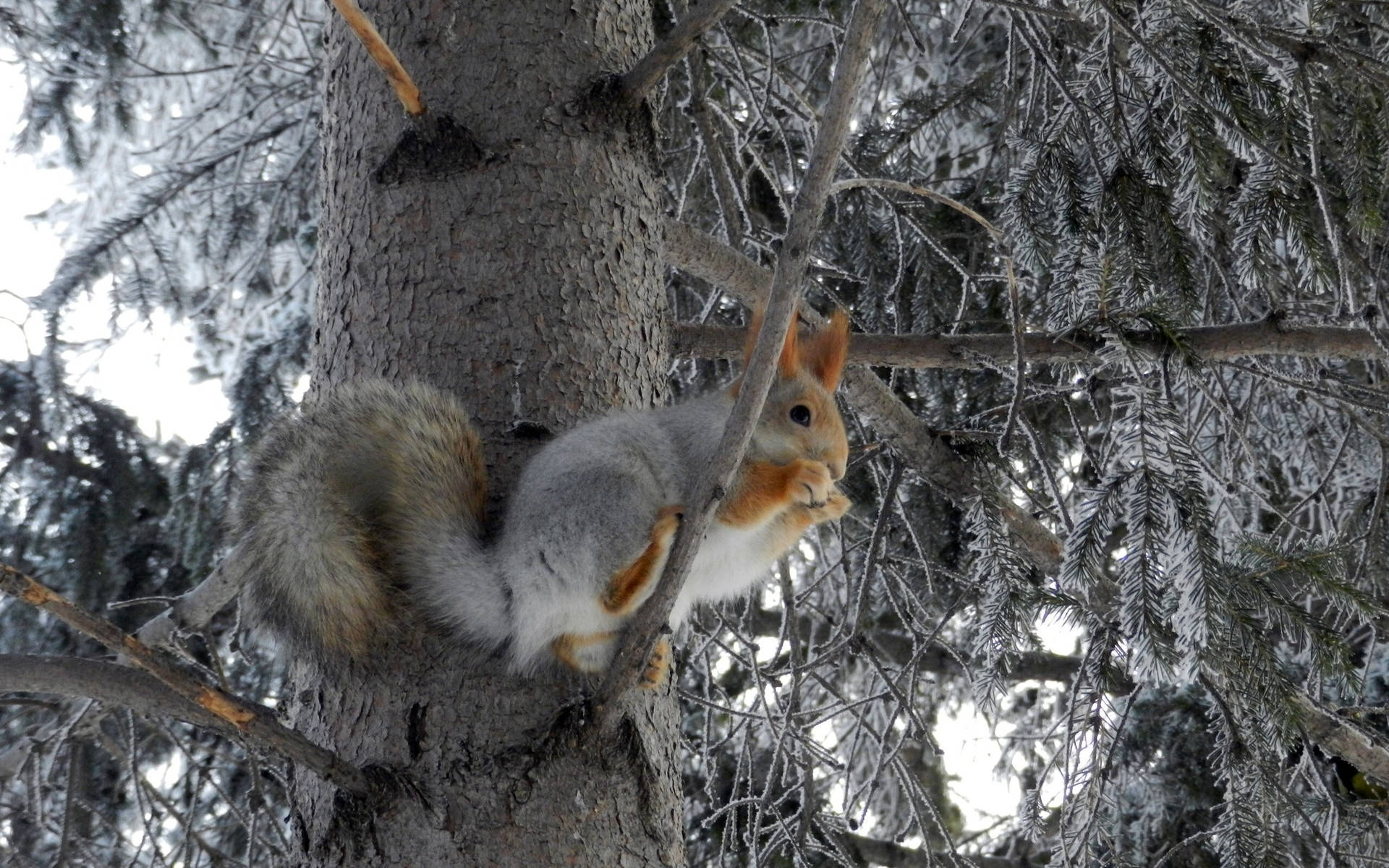 Winter Season Squirrel On Tree Background