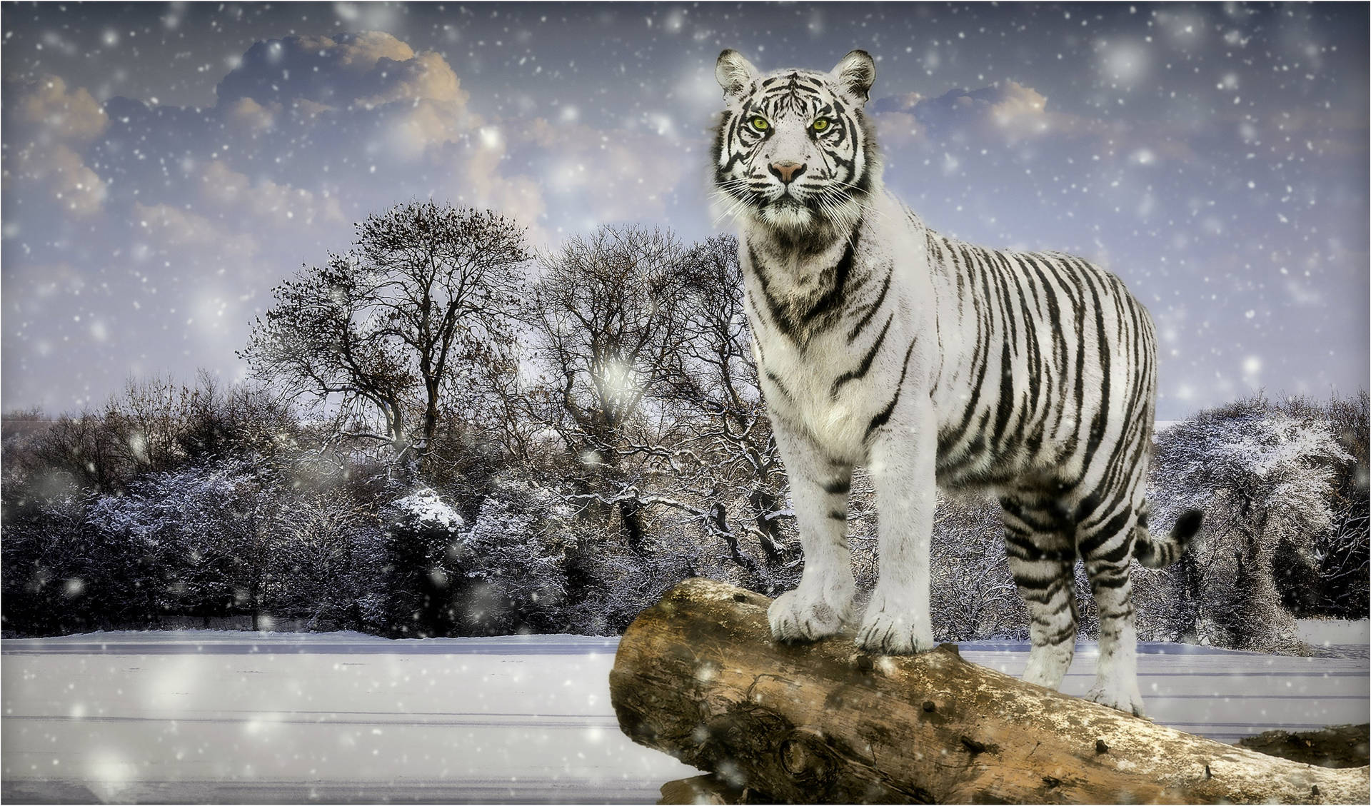 Winter Season White Tiger Background