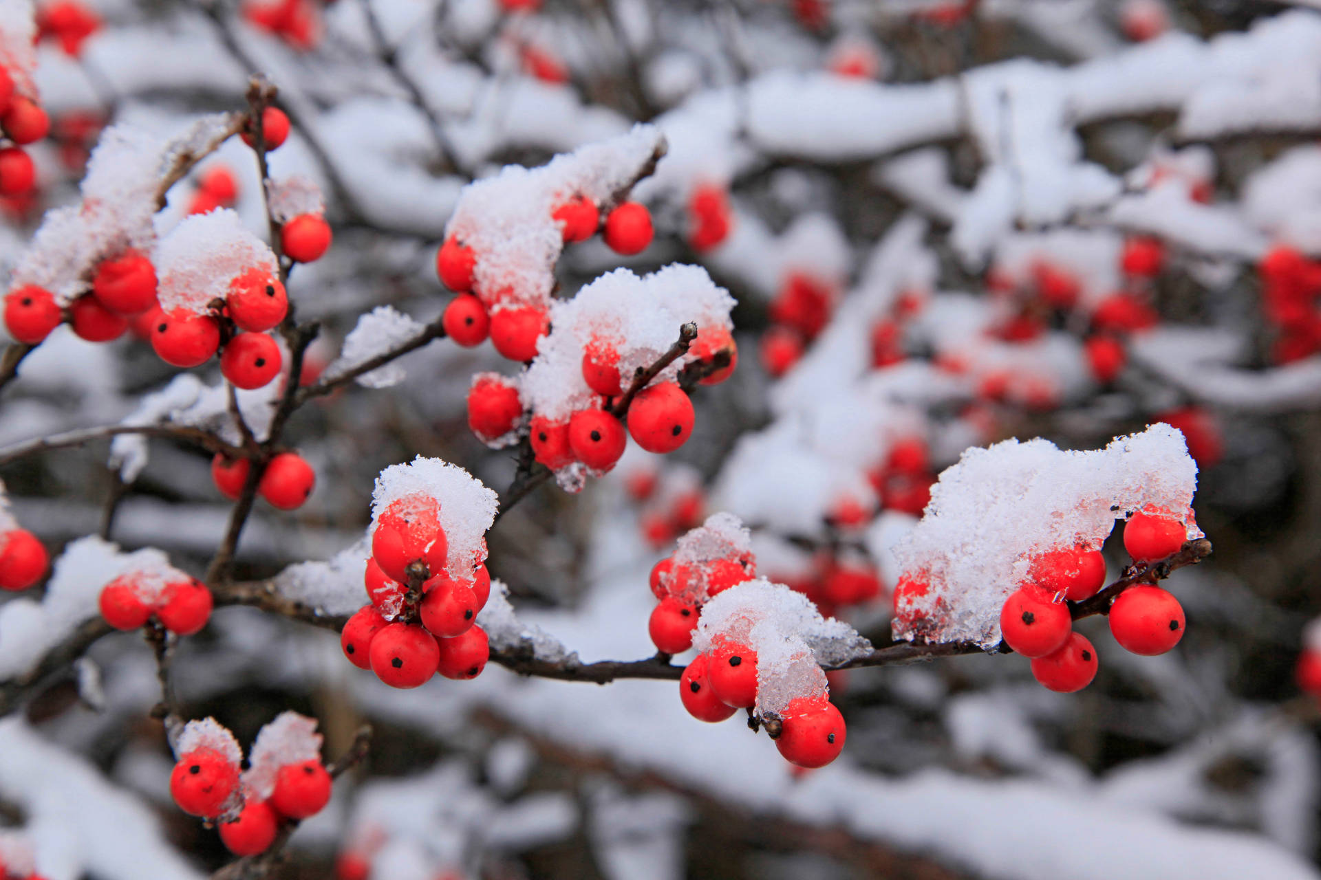 Winter Season Winterberry