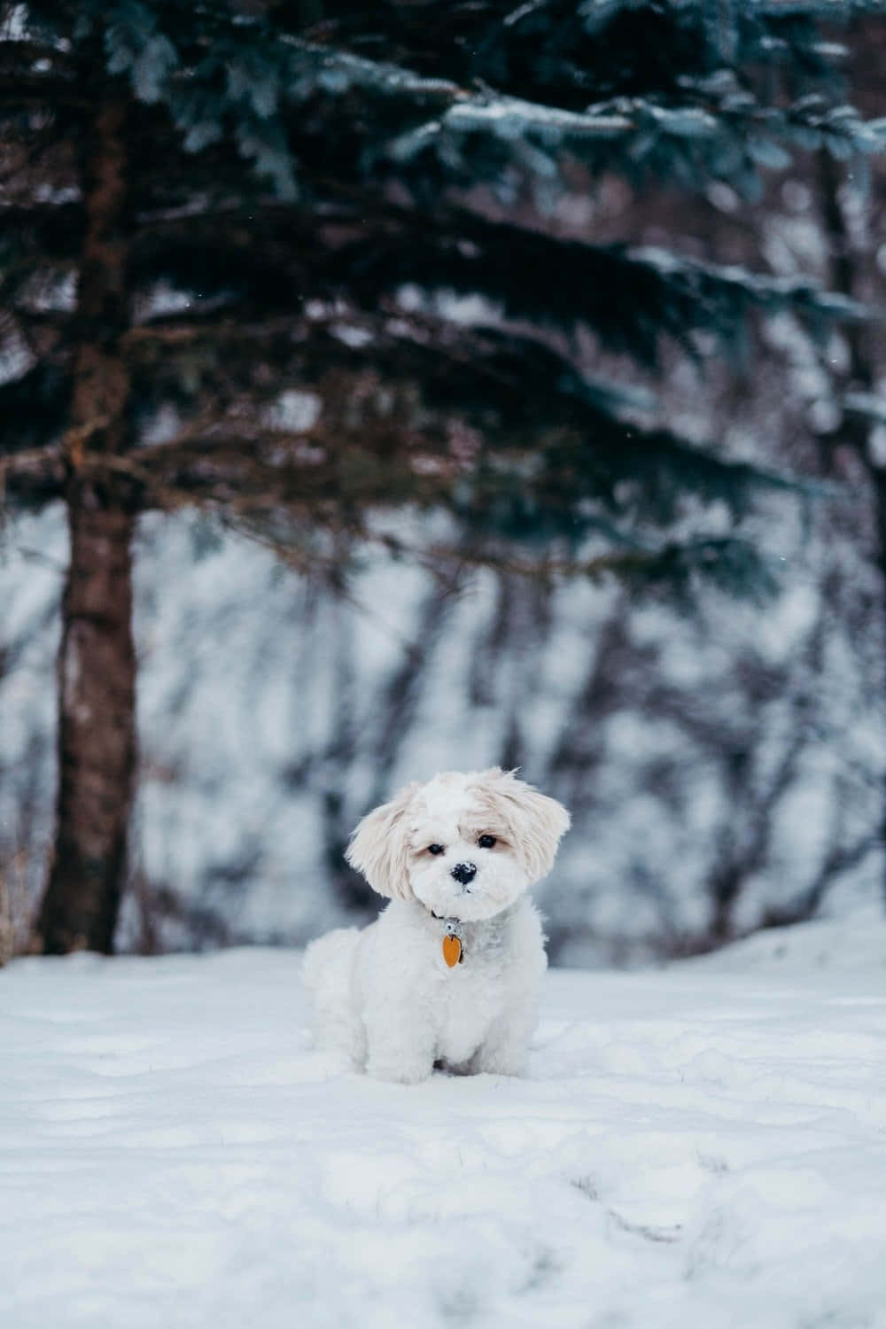 Winter Shih Tzu Dog Background