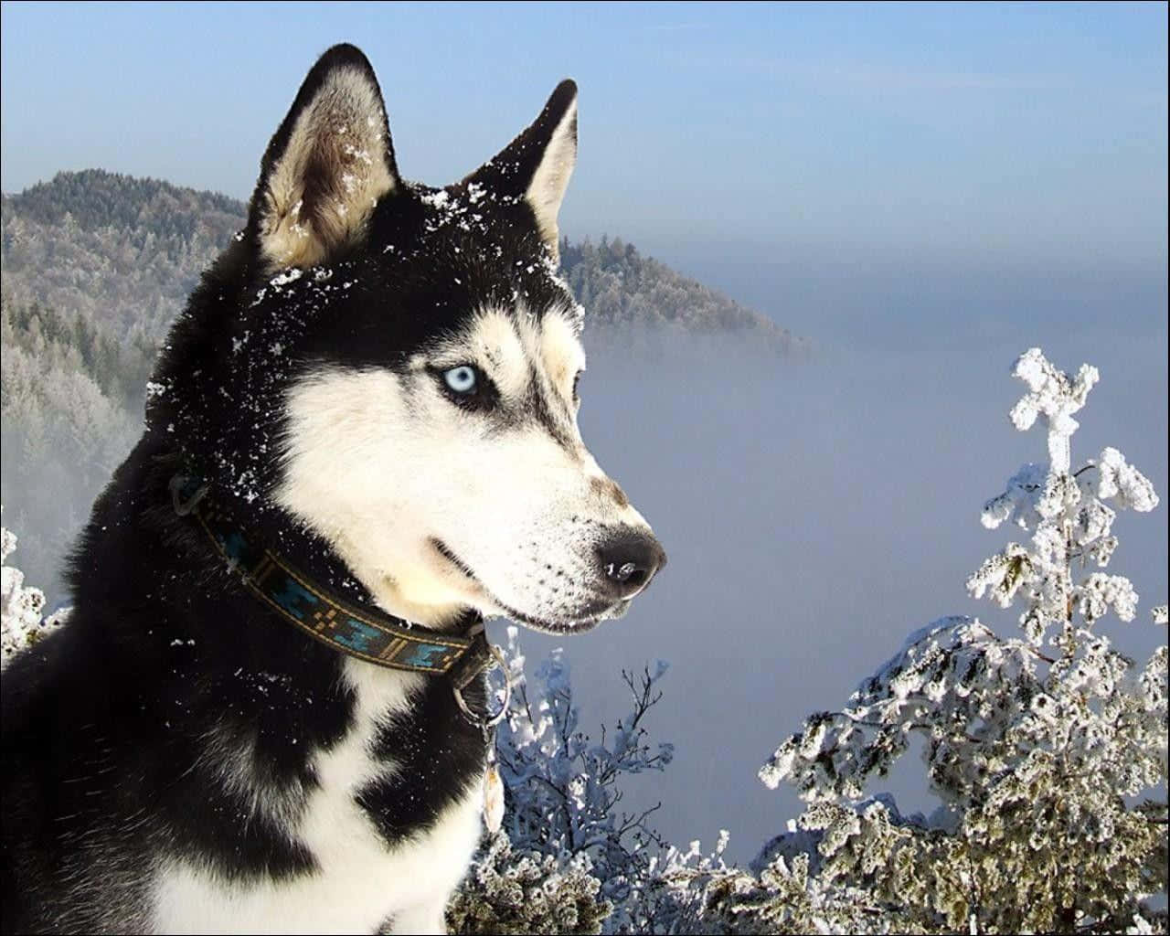 Winter Siberian Husky Dog