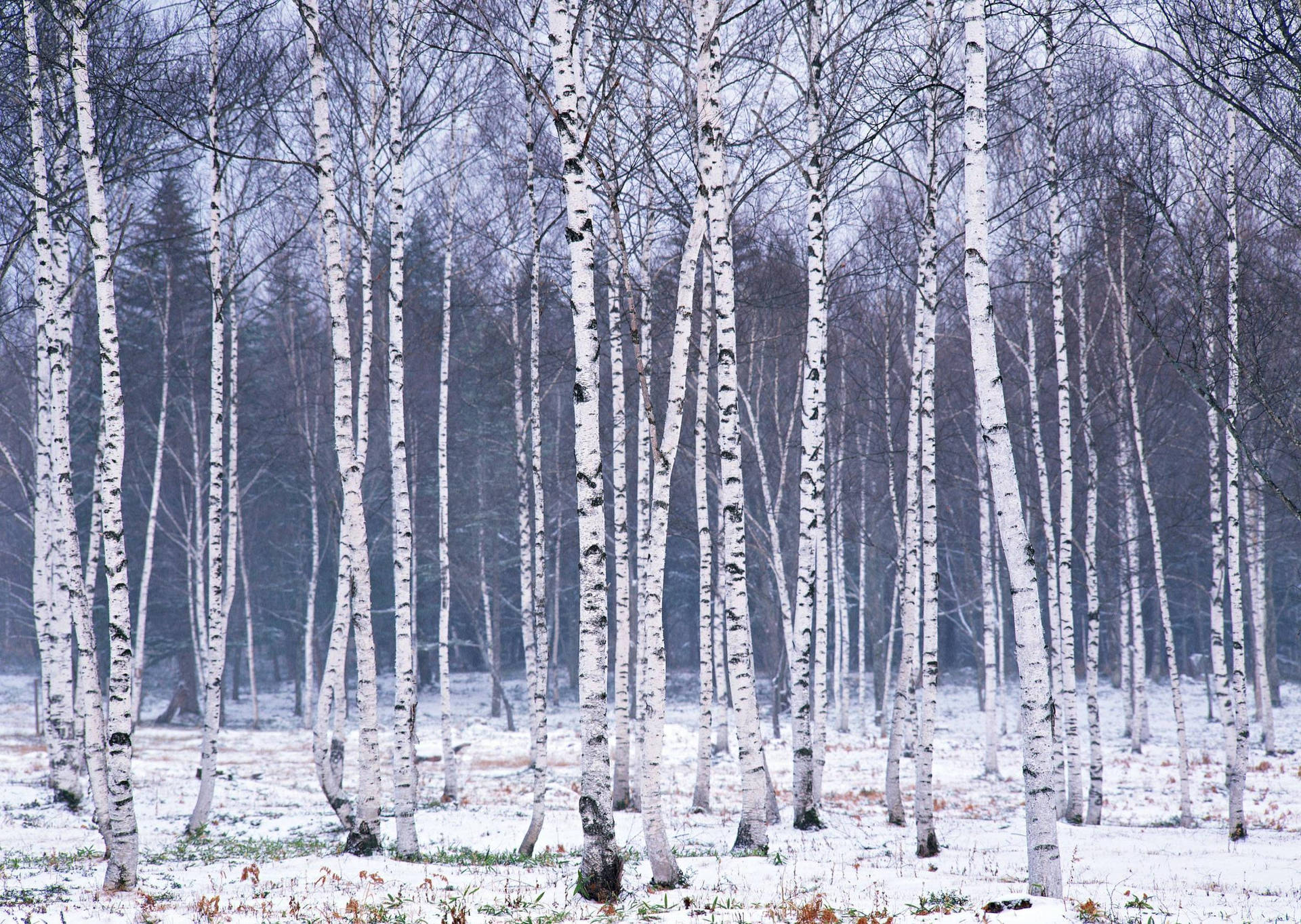 Winter Snow Birch Tree Woods Background