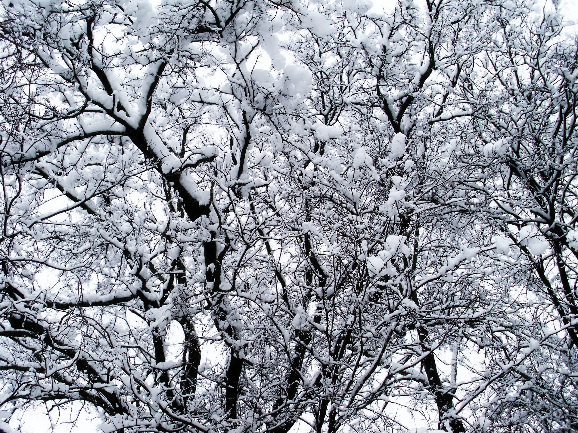 Winter Snow Covered Trees Background