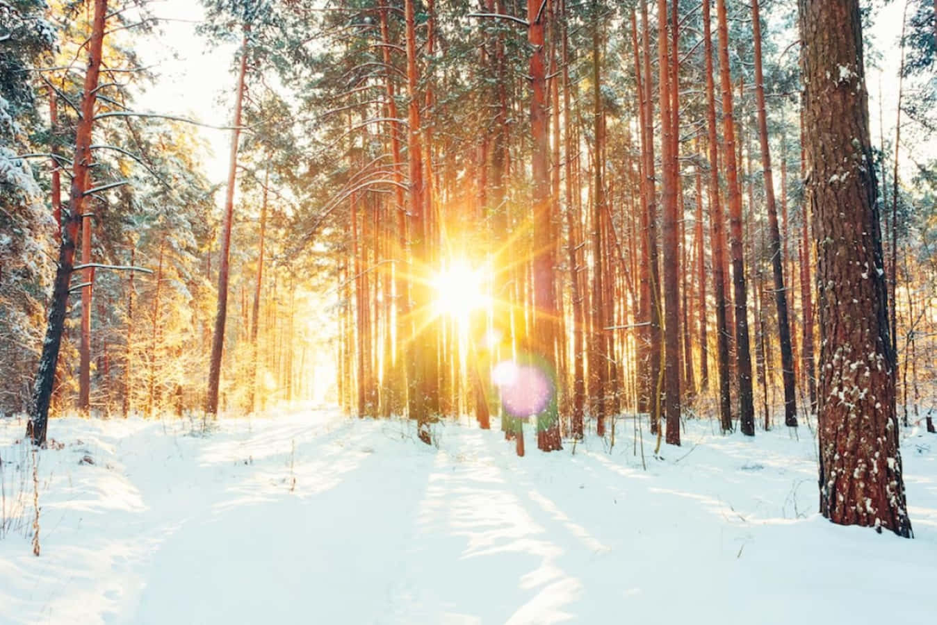 Winter Solstice Forest Scene Background