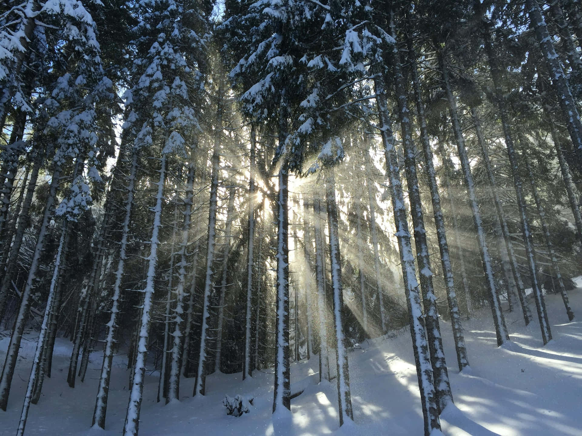 Winter Sunlight Through Forest Trees.jpg Background