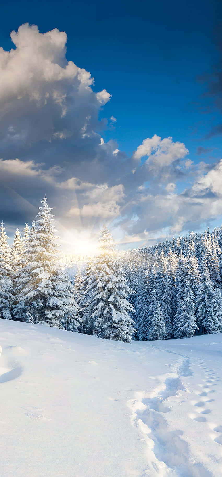 Winter_ Sunrise_ Forest_ Snowscape.jpg Background