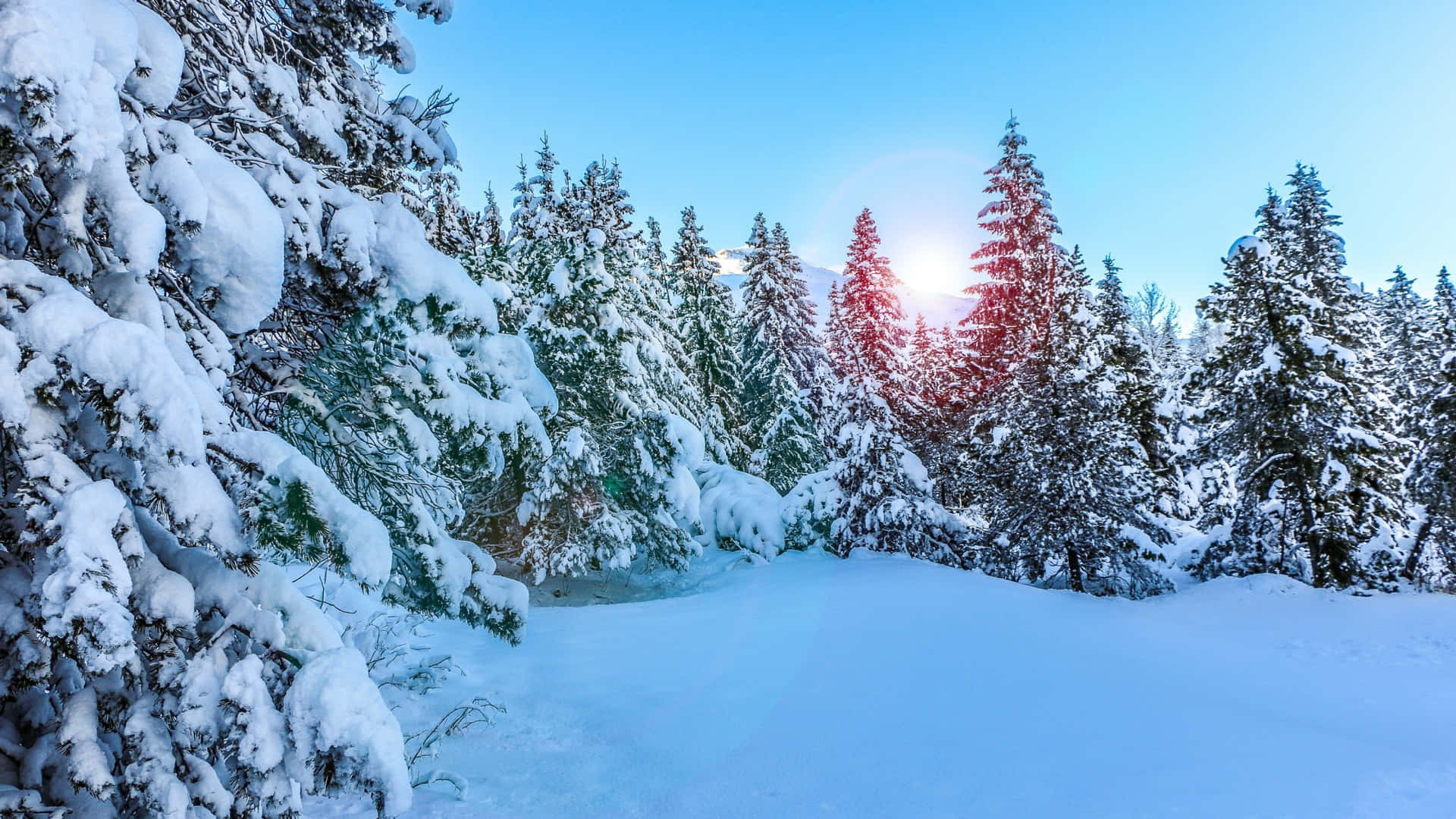 Winter Sunrise Over Snowy Pine Forest.jpg Background