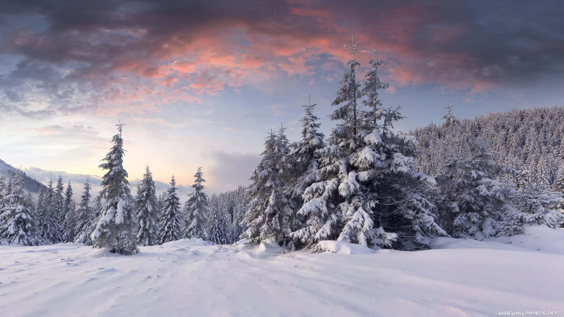 Winter_ Sunset_ Forest_ Snowscape.jpg Background