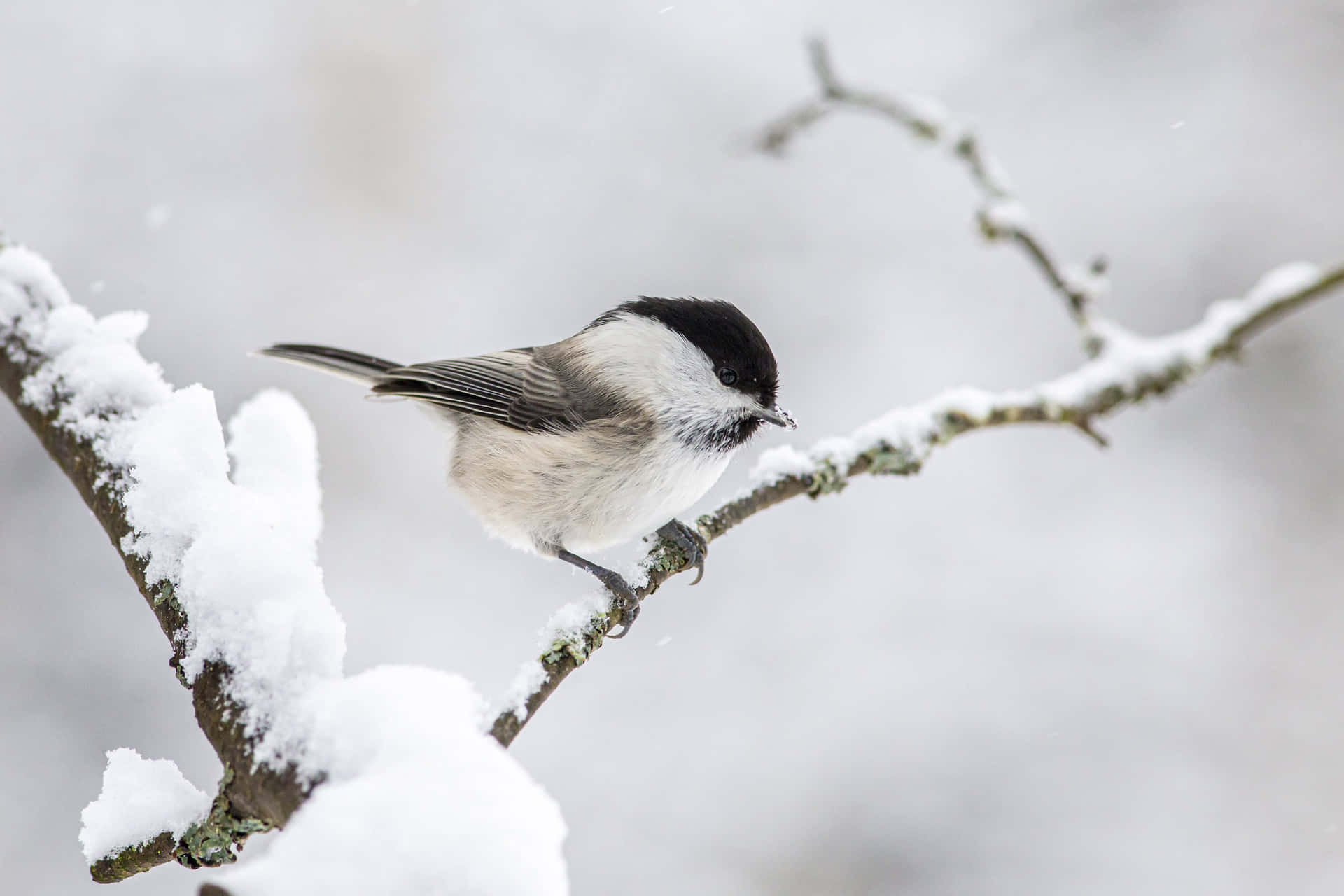 Winter Titmouseon Snowy Branch.jpg Background