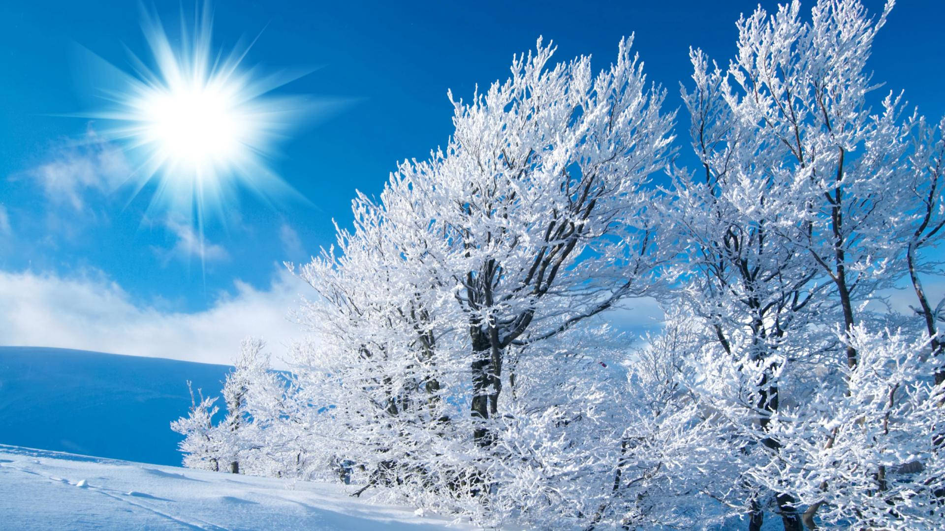 Winter Trees And Sunlight Background