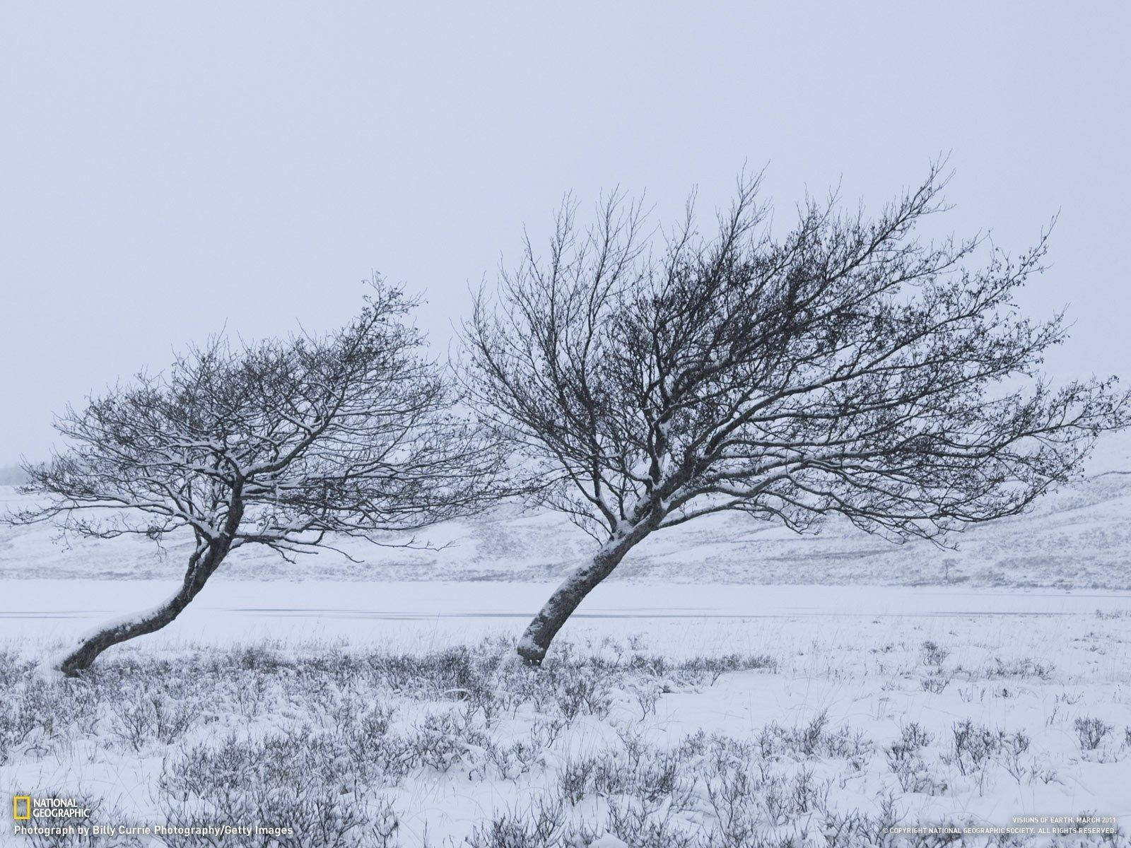 Winter Trees Bending Windy