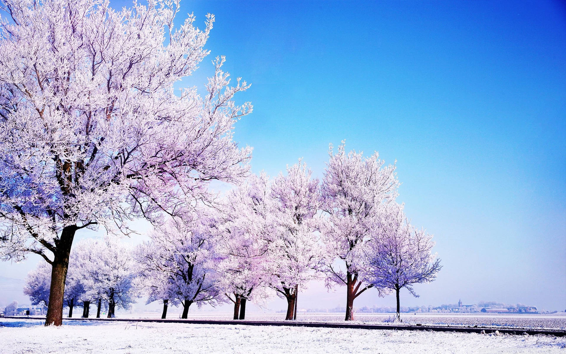 Winter Trees Hd Computer