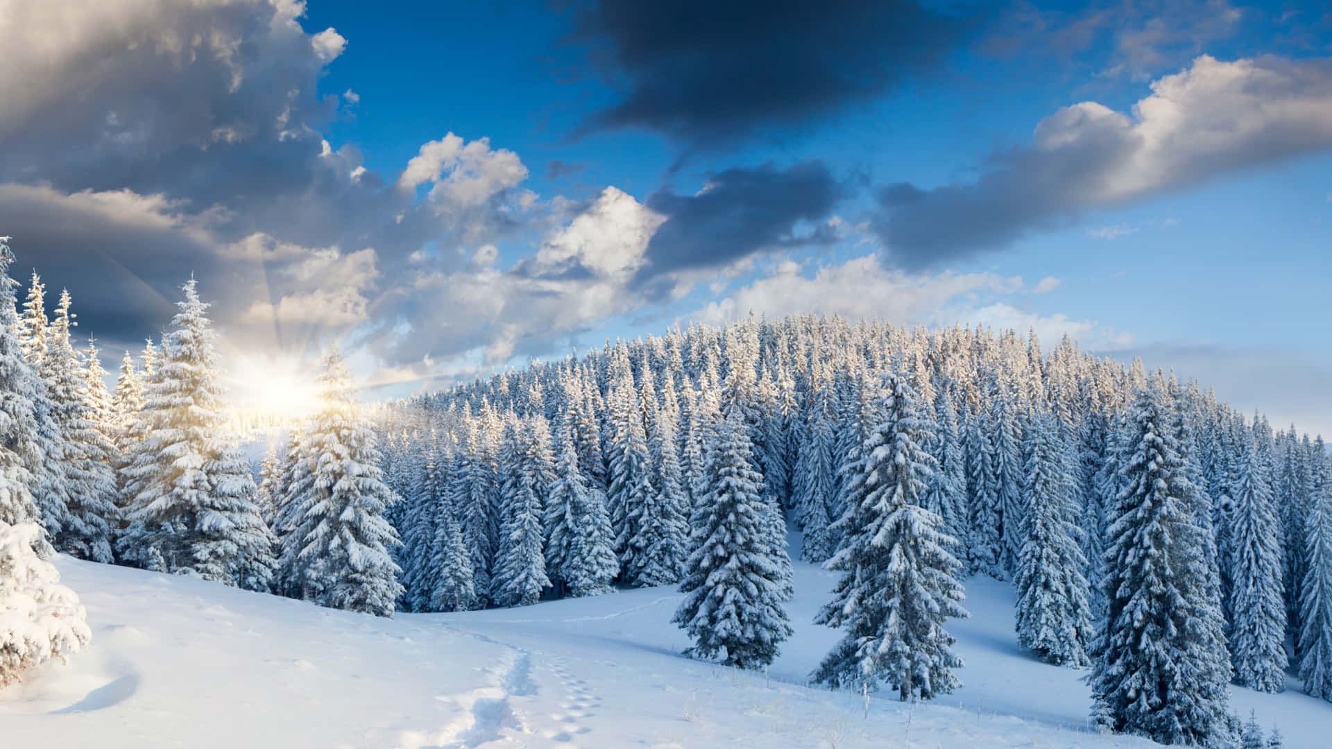 Winter Trees Hd Desktop Background