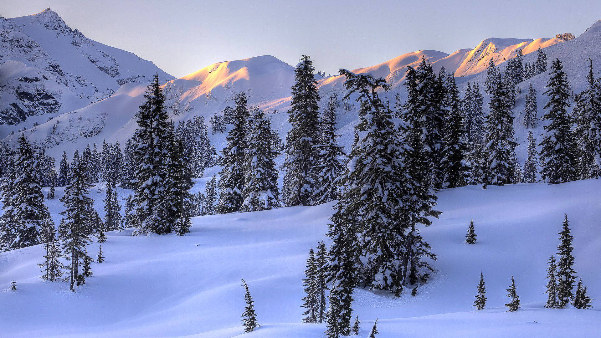 Winter Trees Landscape Background