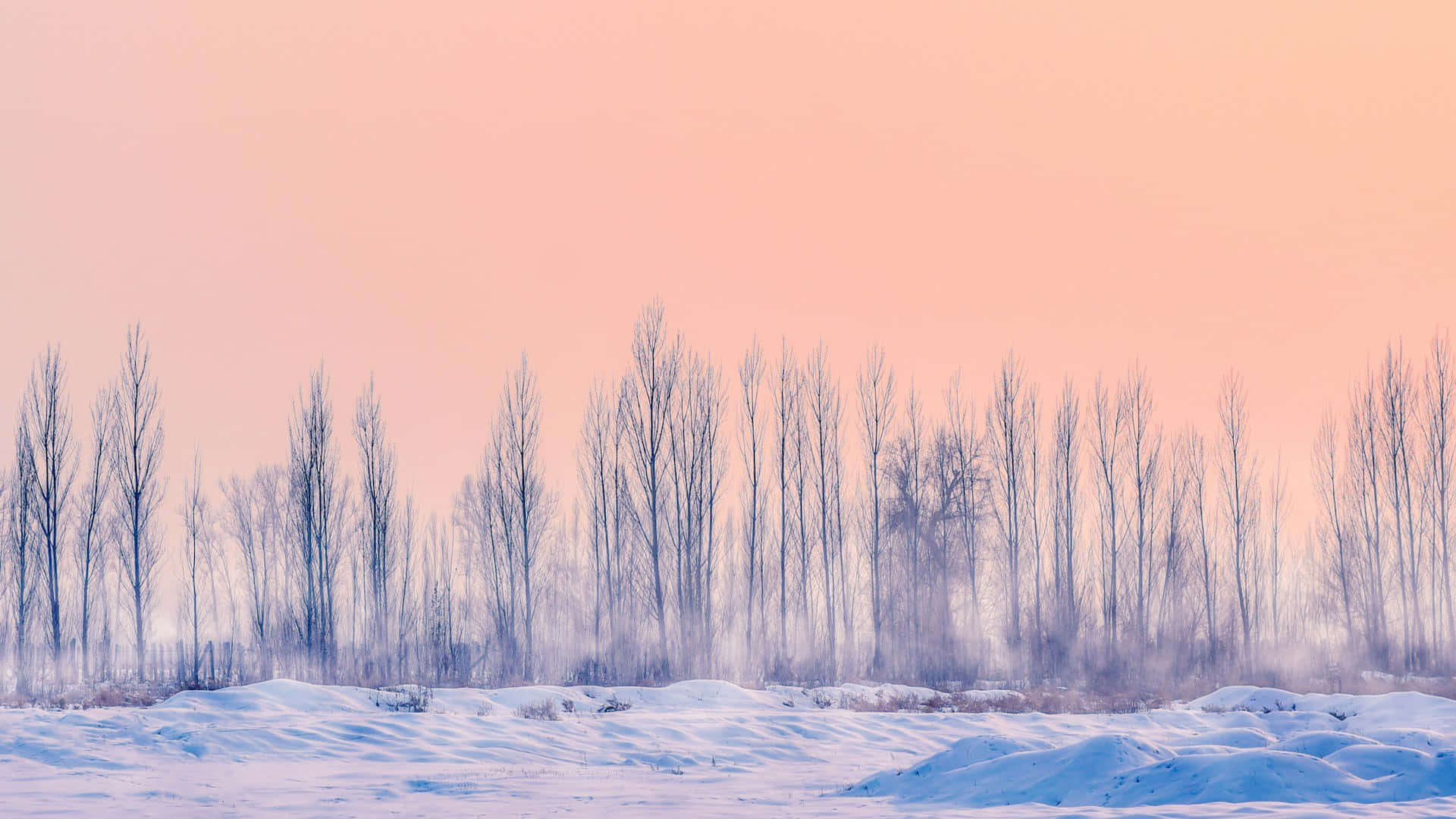 Winter Twilight Forest Landscape.jpg Background