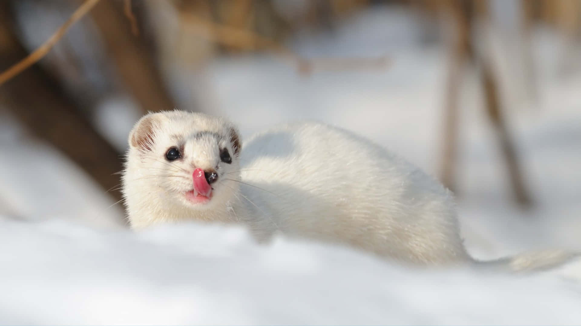 Winter Weaselin Snow Background