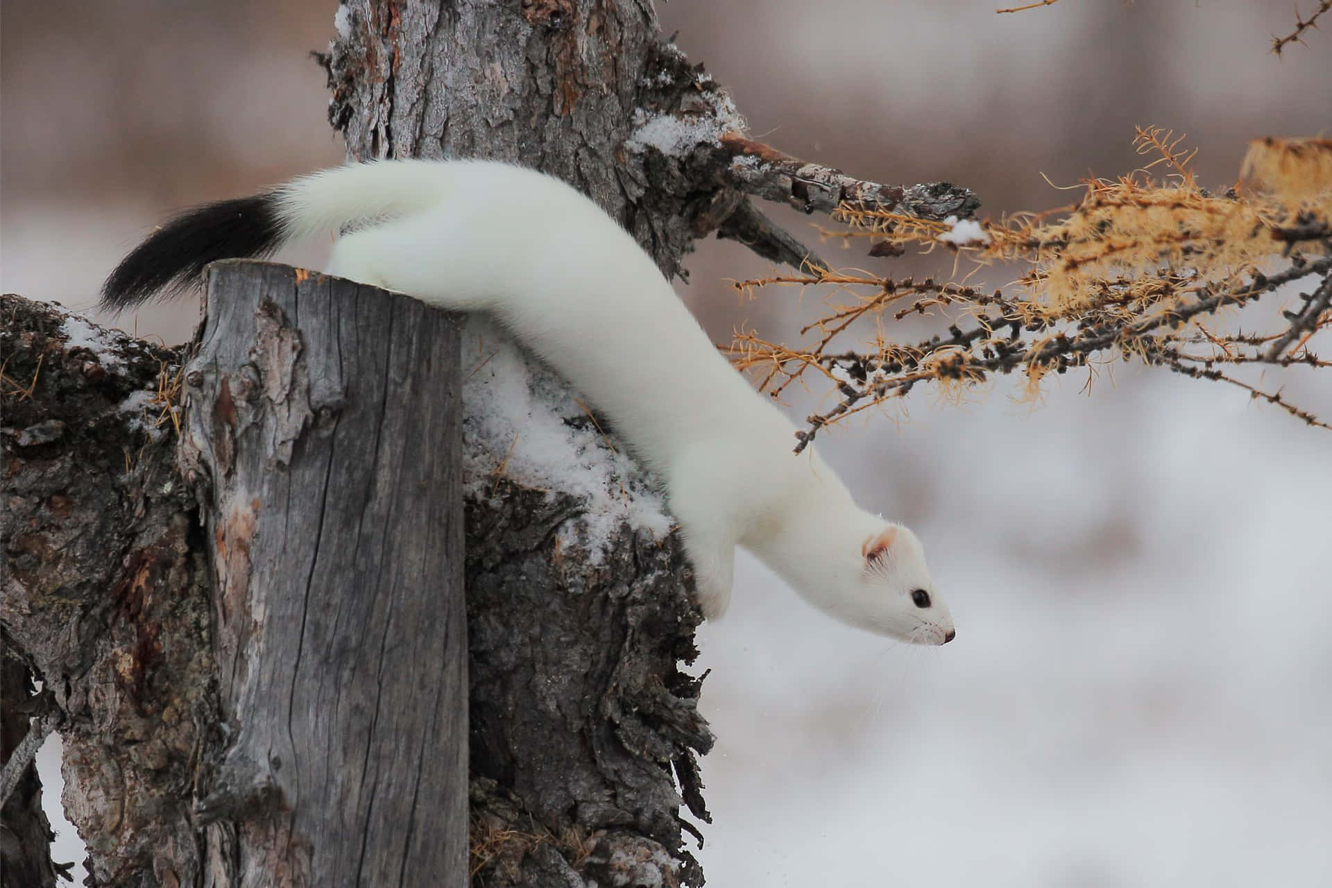 Winter Weaselon Tree Background