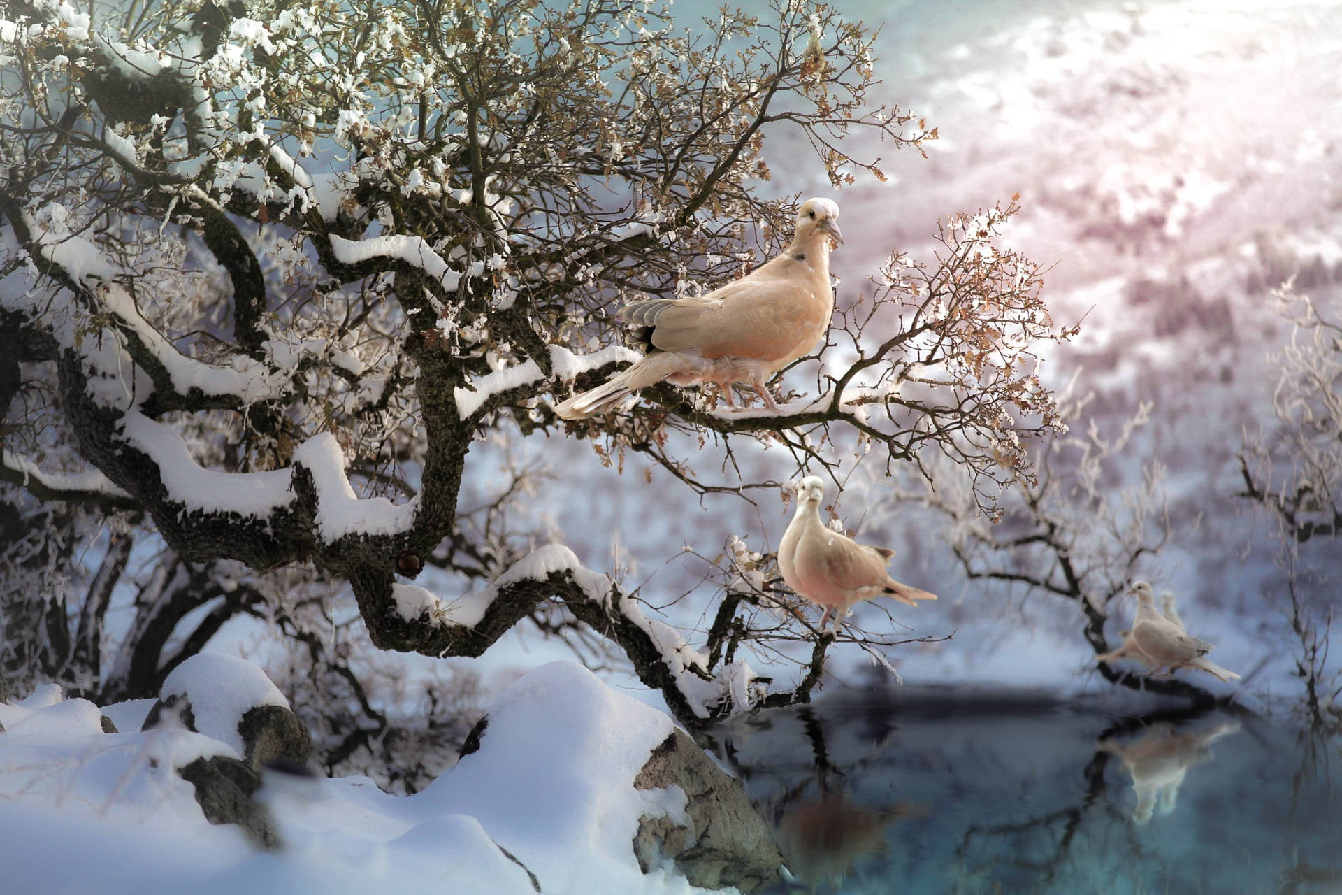 Winter White Doves