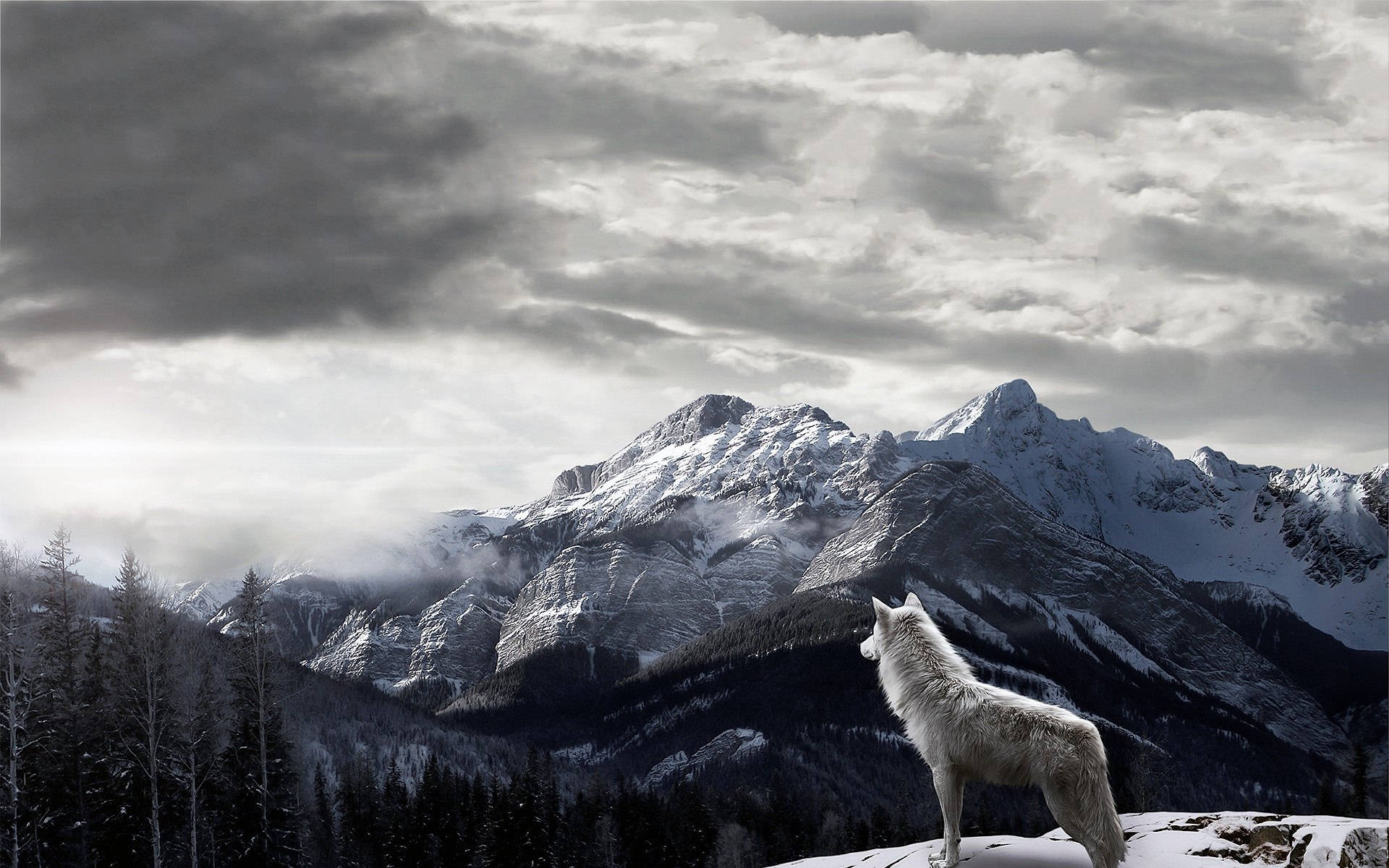 Winter White Wolf Background