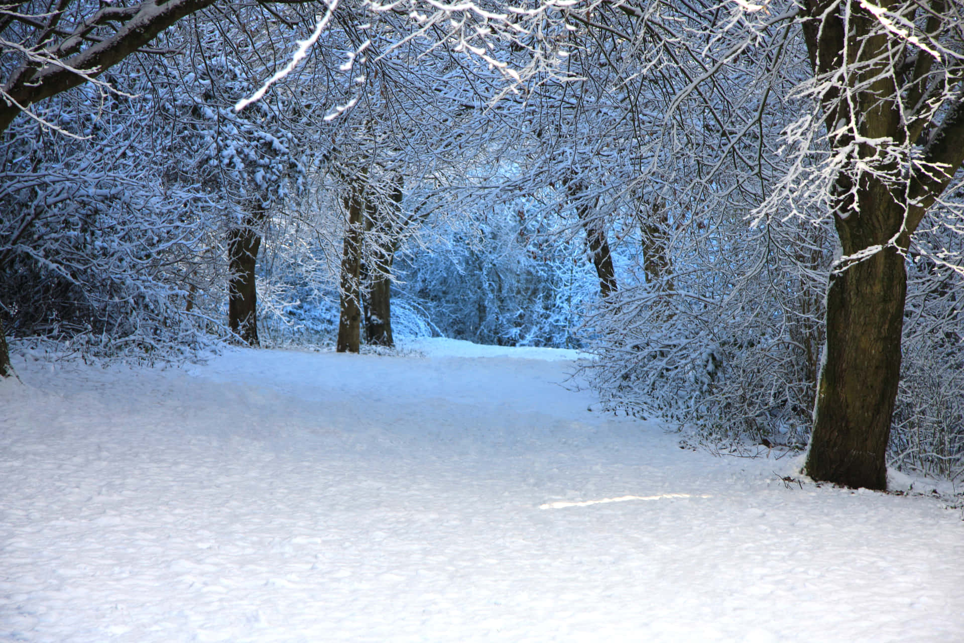 Winter Wonderland Path Desktop