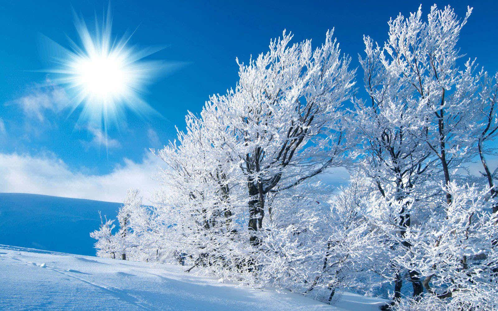 Winter Wonderland Season Sunny Clear Sky Background