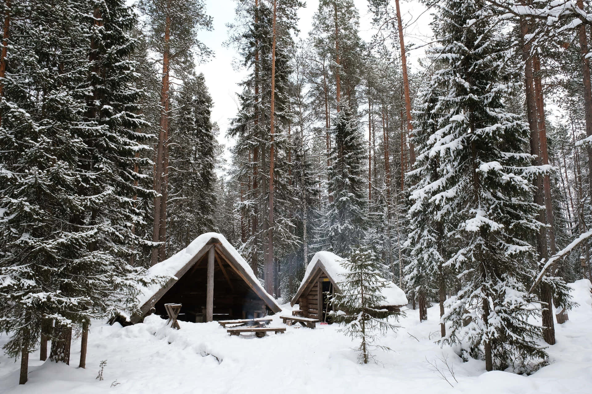 Winter Wonderland: Snow-covered Trees And A Tranquil Path Background