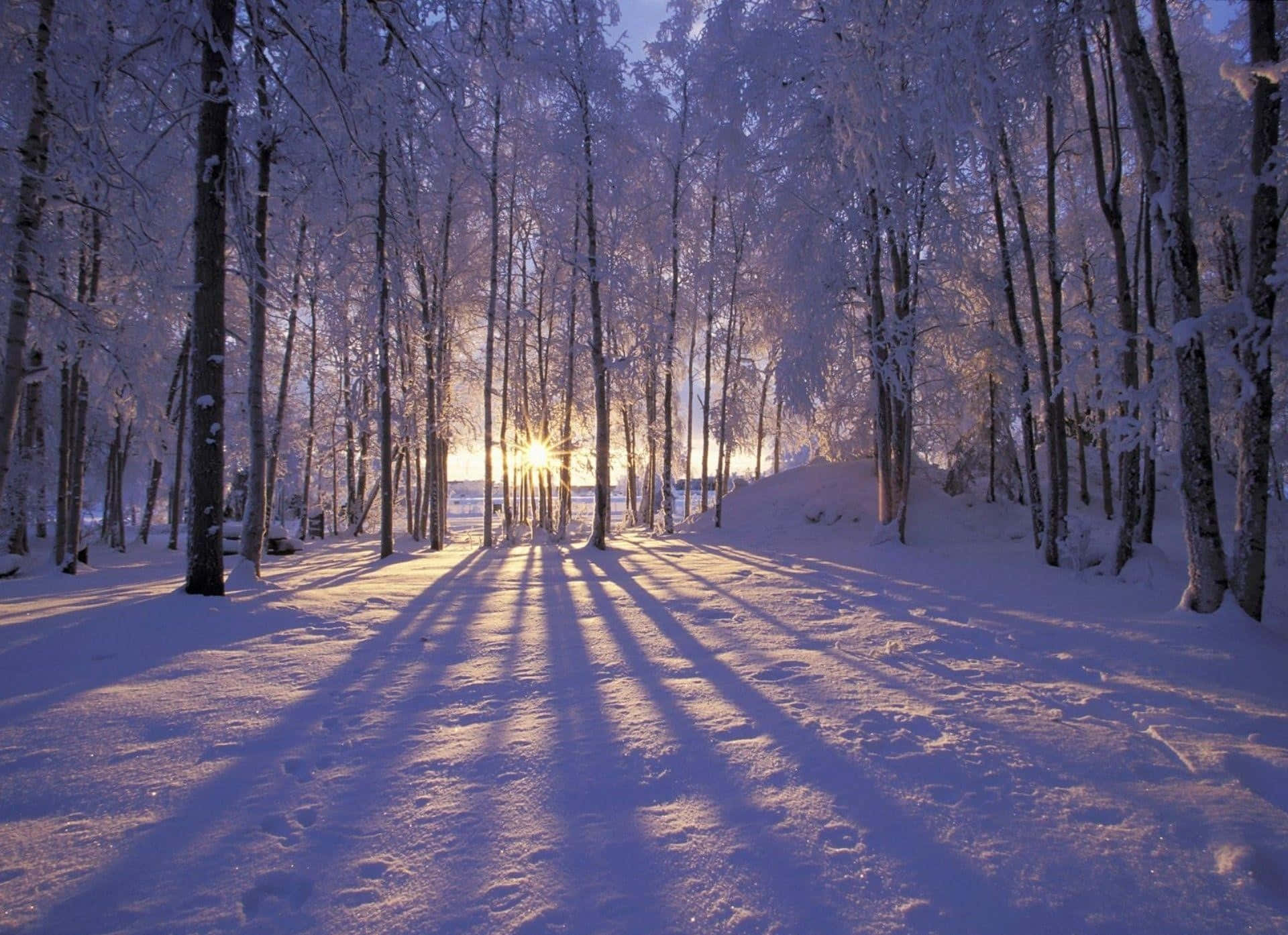 Winter Wonderland - Snowy Landscape & Frozen Trees Background