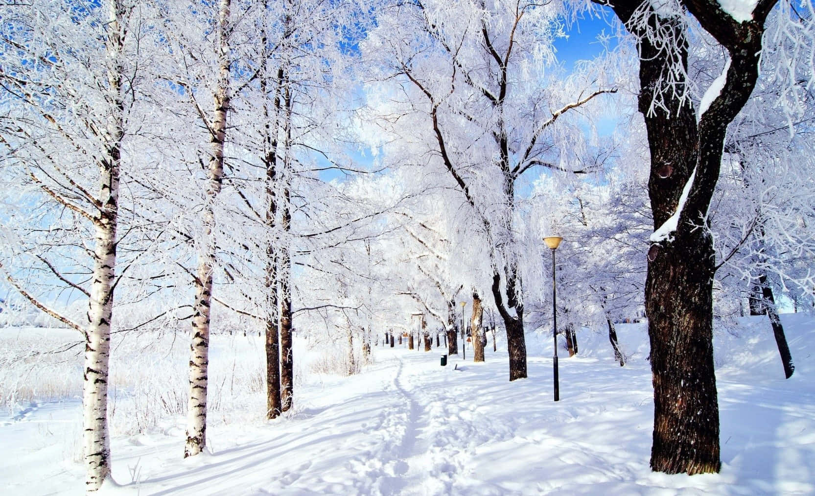 Winter Wonderland White Trees Desktop