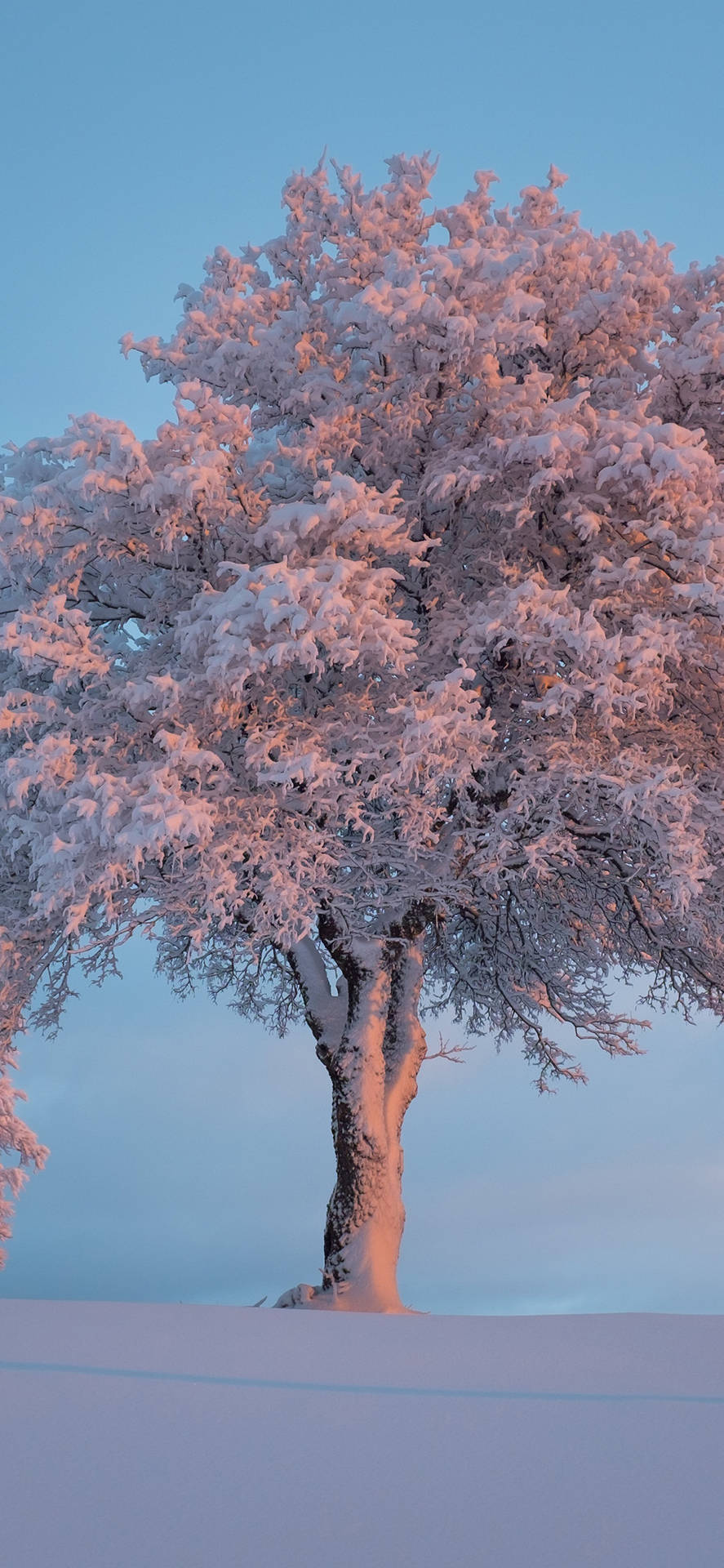 Wintry Morning On The Lake Background