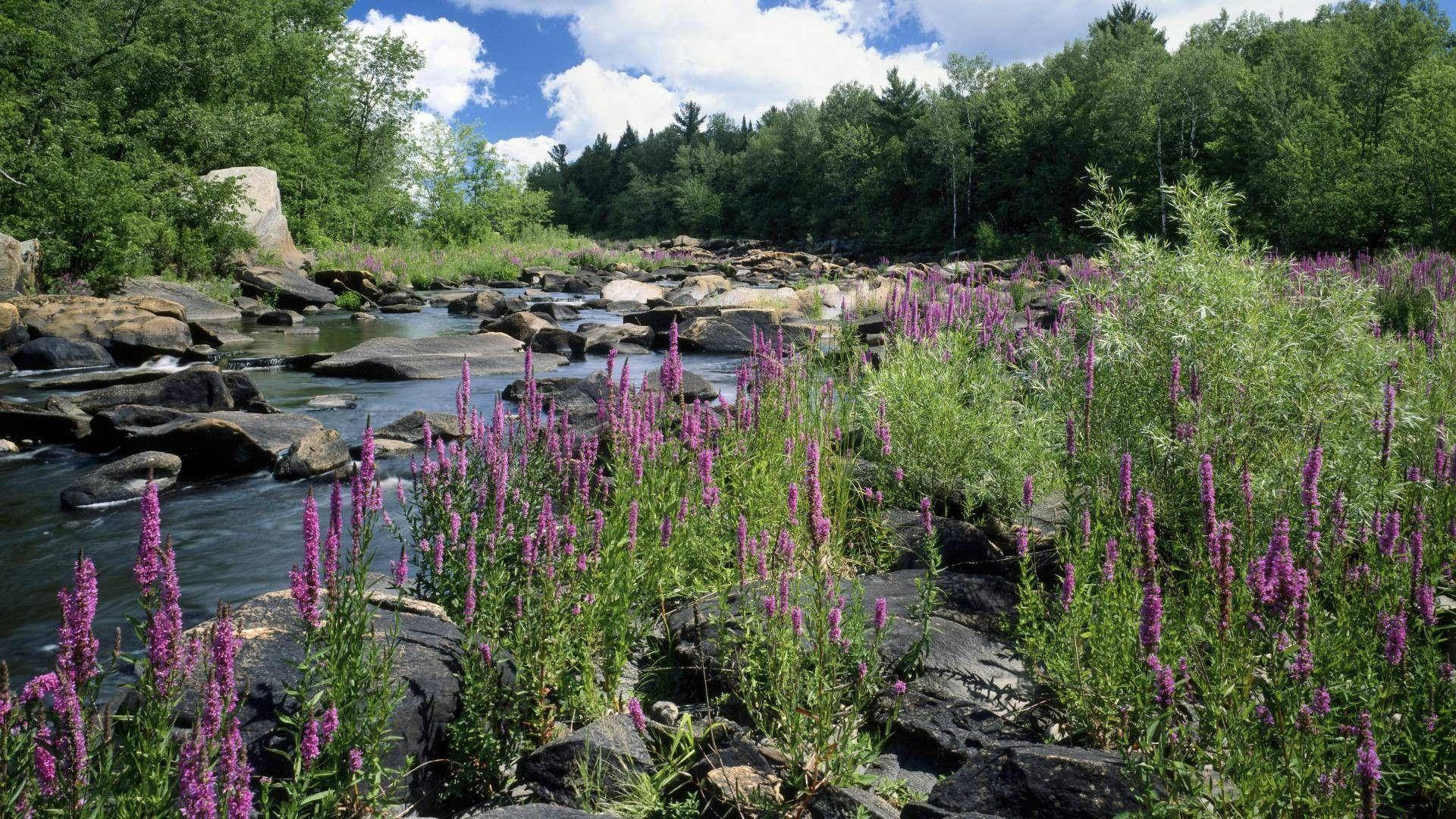 Wisconsin Nature Stream