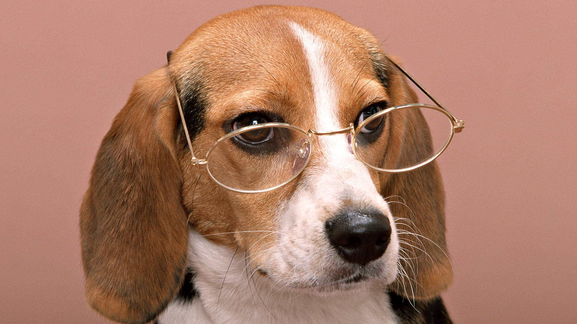 Wise Beagle In Glasses Background