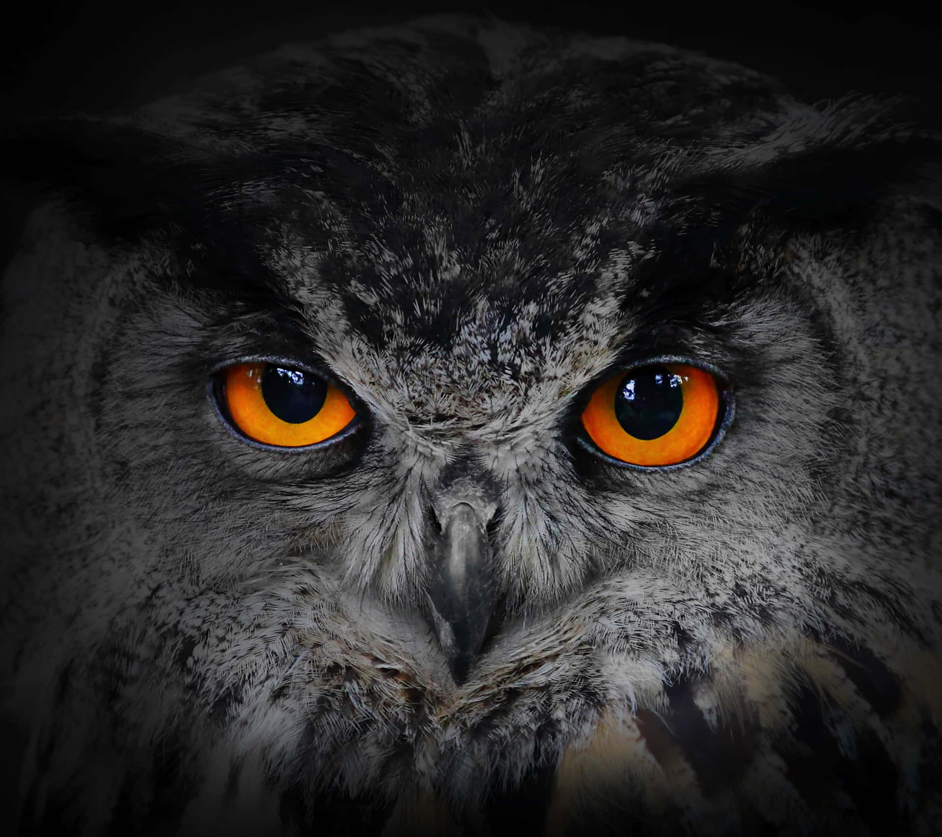 Wise Owl With Piercing Eyes