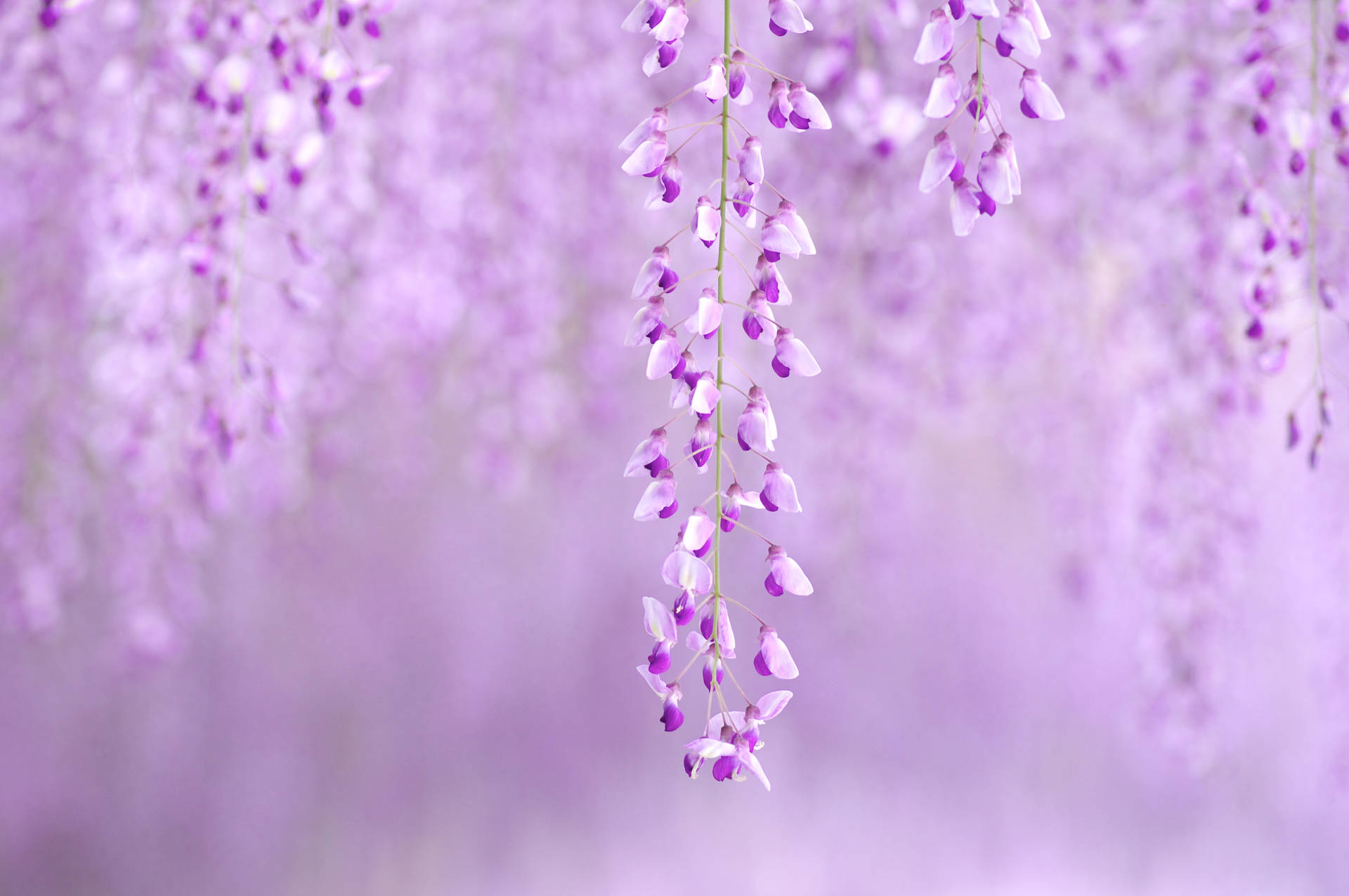 Wisteria Aesthetic Purple Flower Background