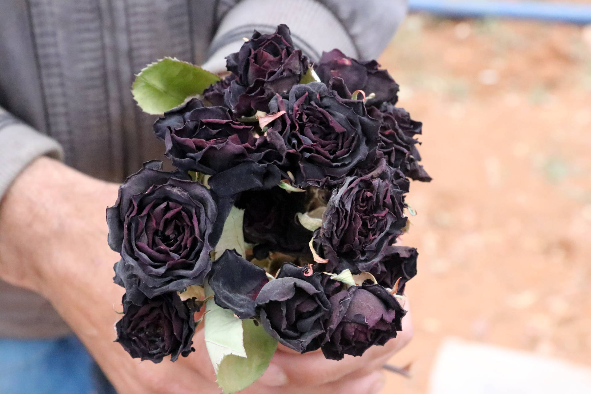 Withered Black Roses