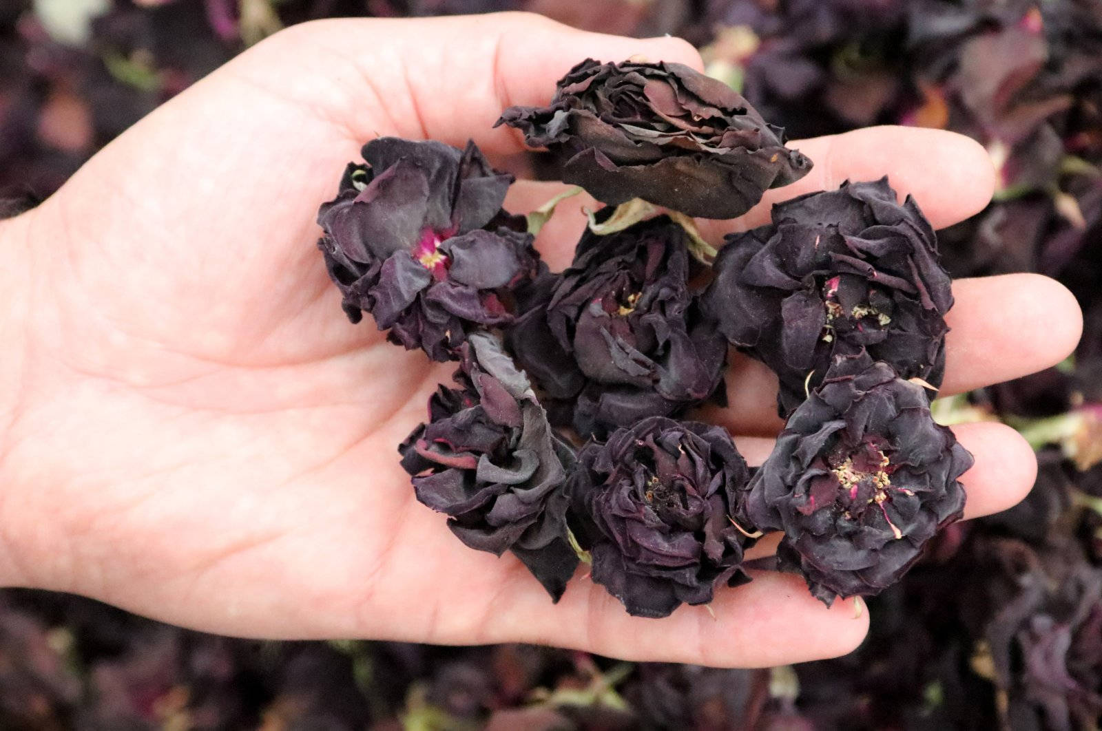 Withered Black Roses On Hand Background