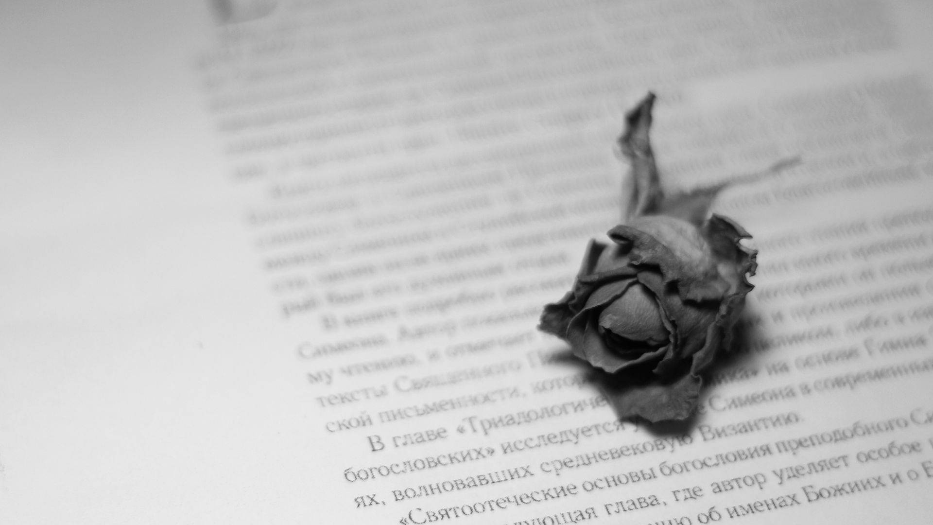 Withered Rose On An Open Book
