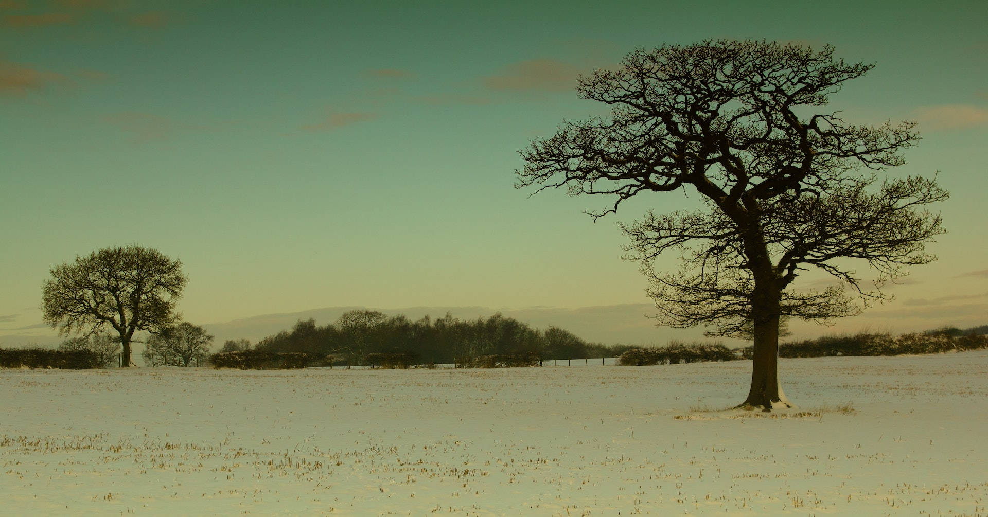 Withered Tree Facebook Cover