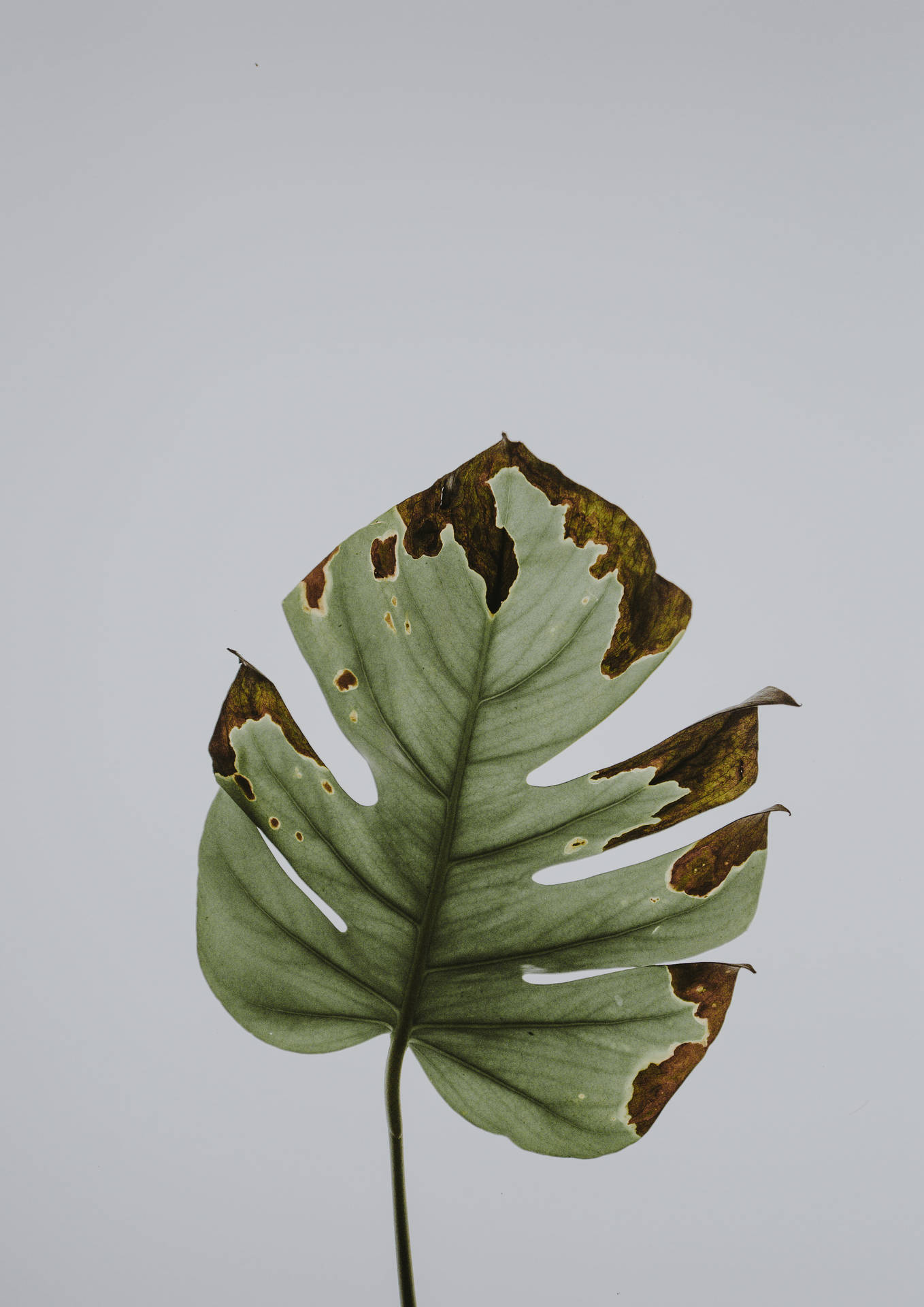 Withering Monstera Leaf For Plant 4k Background