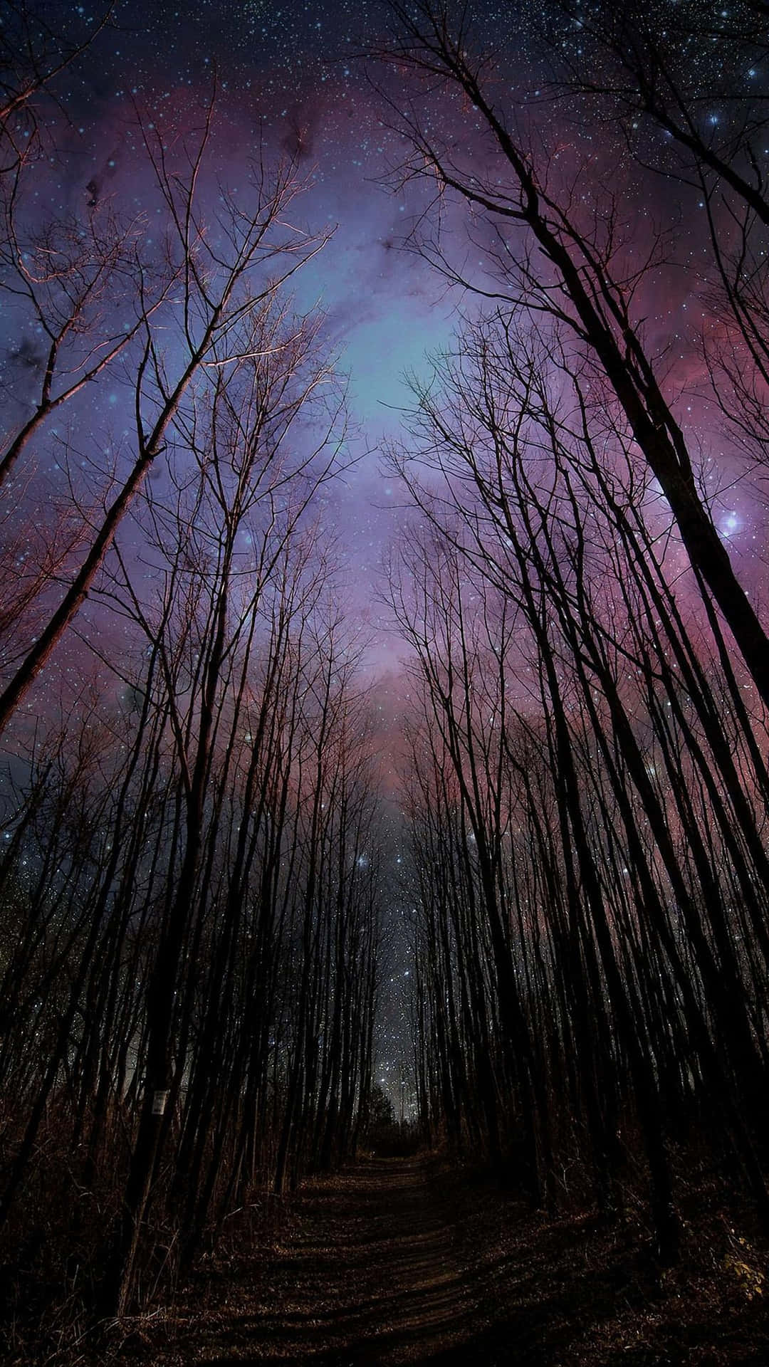 Withering Trees For Dark Autumn In A Low Angle Shot Background