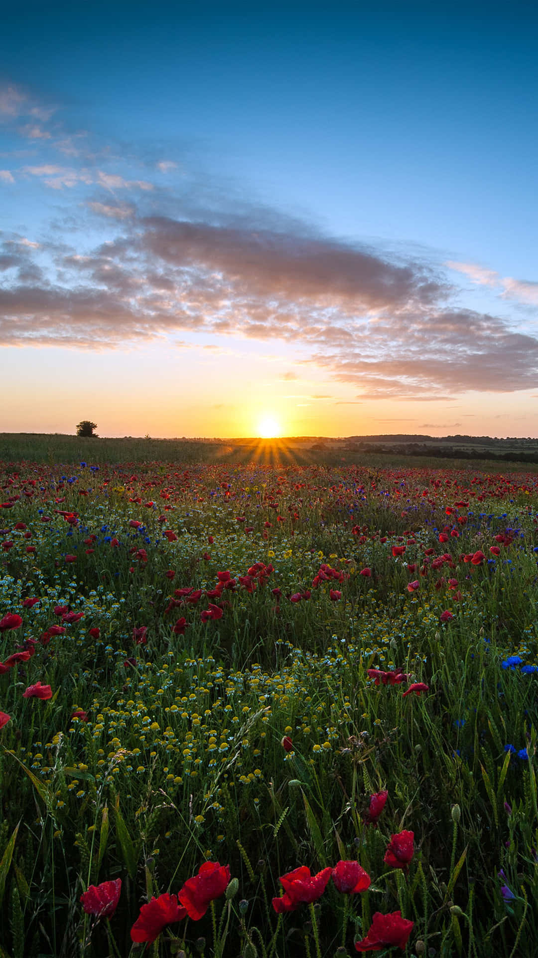 “witness The Beauty Of Iphone Flowers And Be Mesmerized By The Vibrant Colors” Background